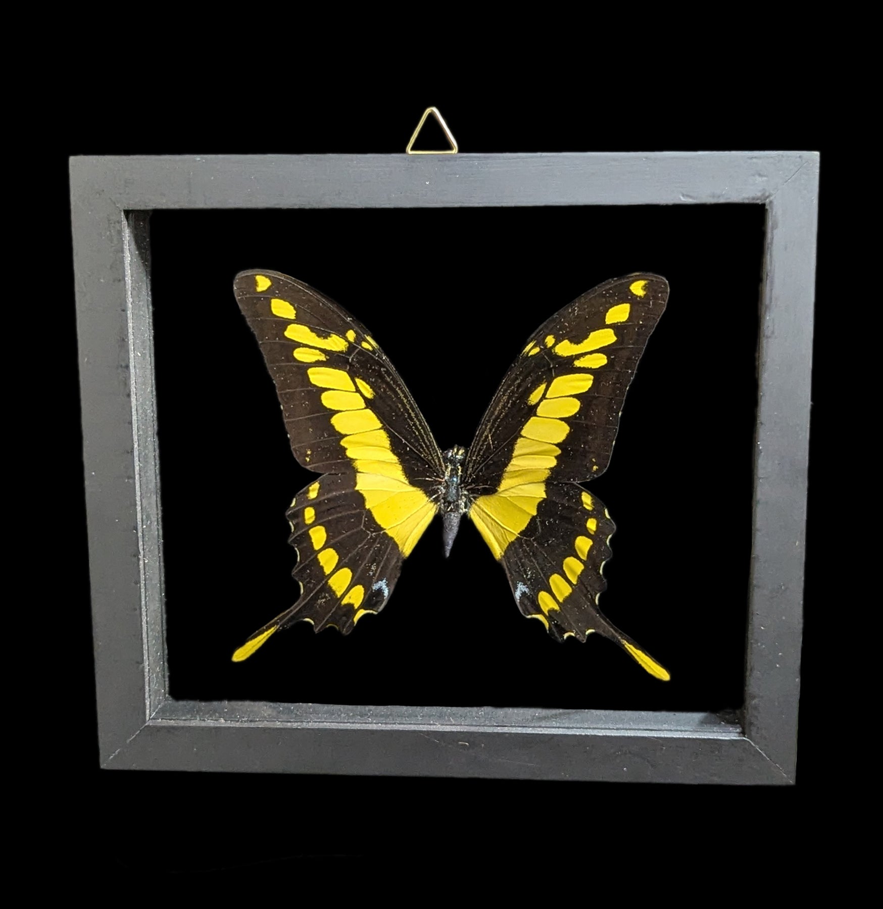 Double Glass Framed Heraclides Thoas Butterfly Specimen - Real Butterfly Display for Home Decor, Office, or Educational Use - Perfect for Nature Lovers & Collectors