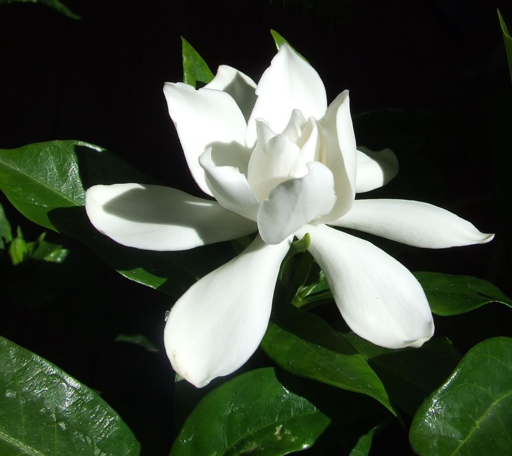 Gardenia Belmont - 60 Live Blooming Fragrant Ornamental Shrubs Plants for Landscaping, Garden Decor & Outdoor Planting