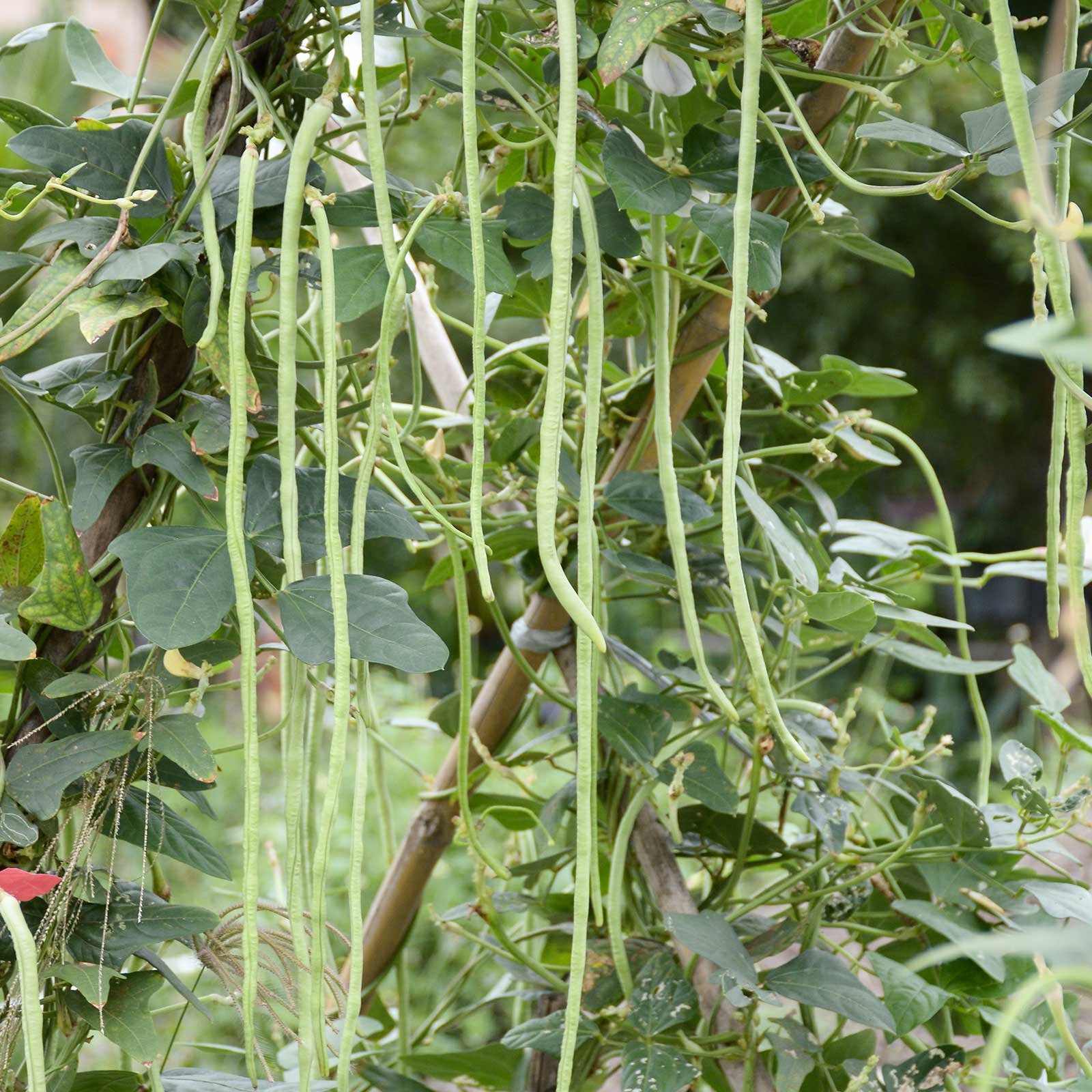 Oriental Yard Long Pole Bean Seeds - Non-GMO Heirloom (100 Seeds) for Home Gardening