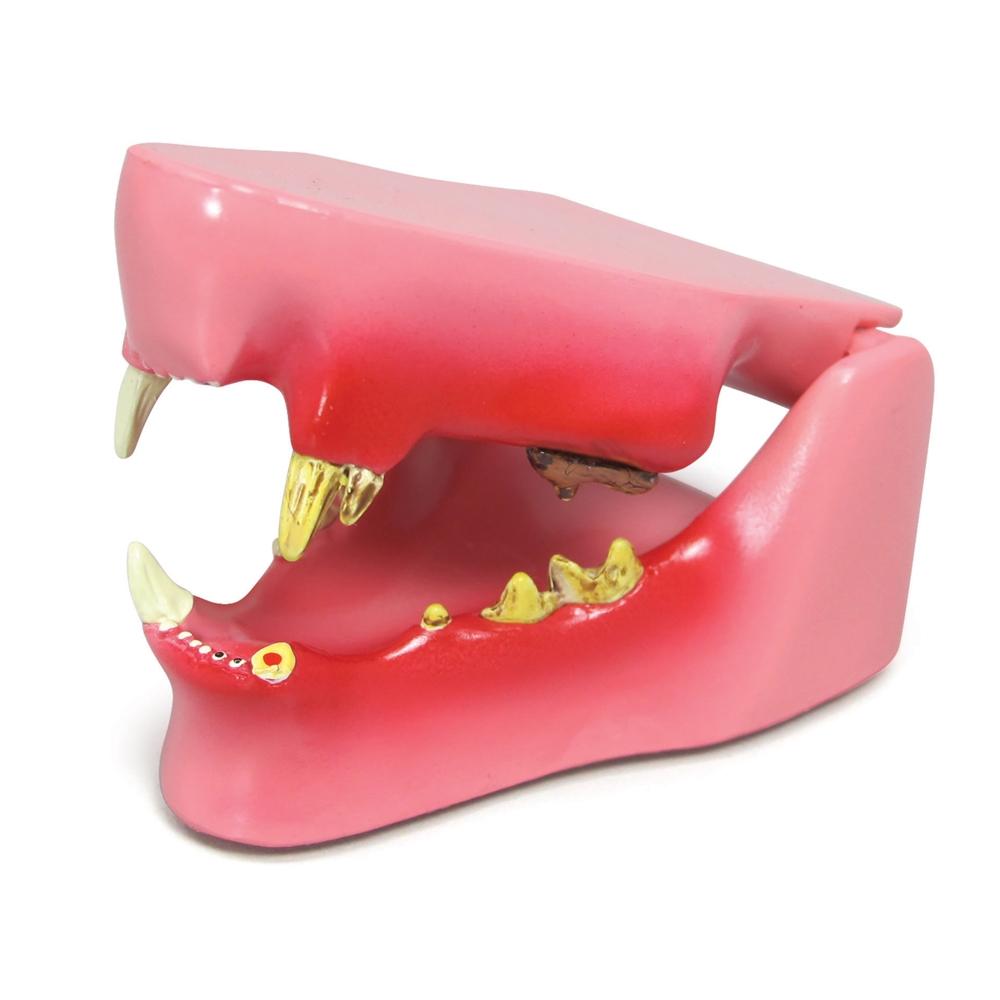 Feline Jaw Model - Realistic Cat Skull Anatomy for Veterinary Students & Animal Science Education - Perfect for Classroom, Lab & Veterinary Office Display