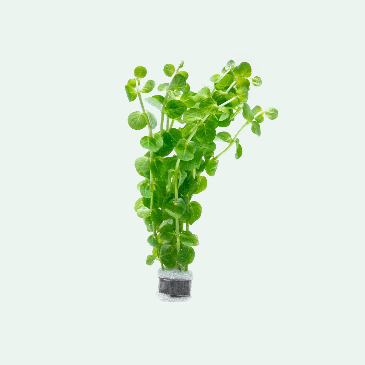 Rotala Rotundifolia Green Aquatic Plant for Freshwater Aquariums - Perfect for Aquascaping and Fish Tank Decoration