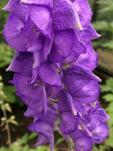 Elwyn 200 Monkshood Seeds (Aconitum Napellus) - World's Most Poisonous Plant for Gothic Gardens & Witchcraft Herbs | Deadly Beauty for Unique Landscaping