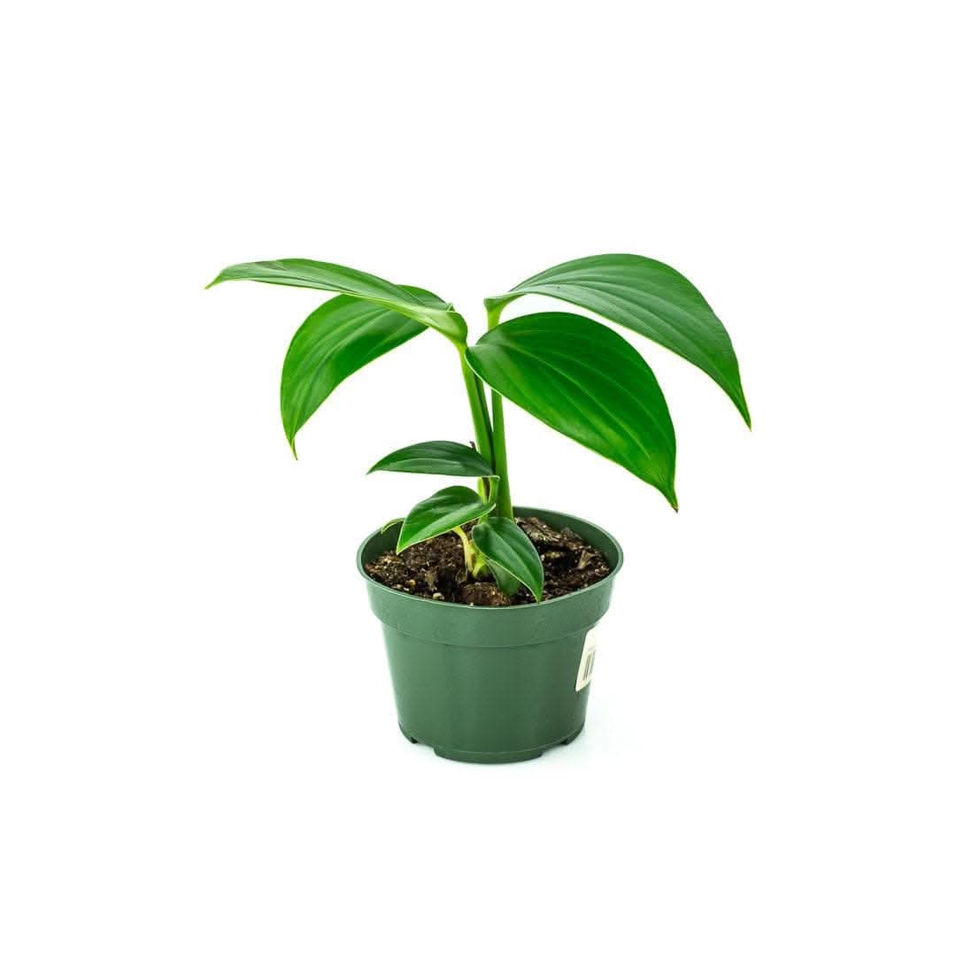 Rhaphidophora Decursiva - Dragon Tail Plant for Indoor Home & Office Decor - Perfect for Living Rooms, Bedrooms, and Workspaces