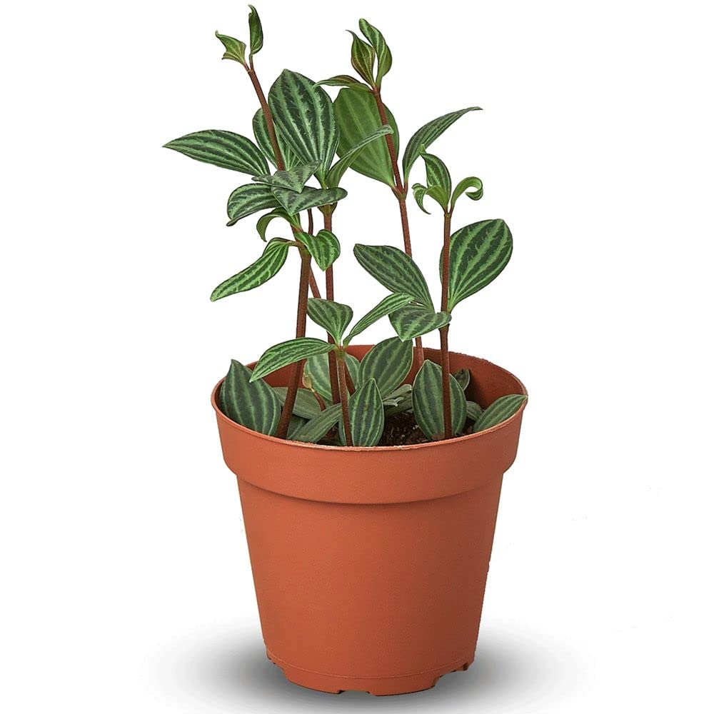 Peperomia Parallel Live Indoor Plant | 4'' & 6'' Potted Houseplants for Home Decor | Tetragona & Puteolata Varieties | Perfect for Living Room, Office, Desk & Bathroom | Low Maintenance Air Purifying Plants for Home & Workspace