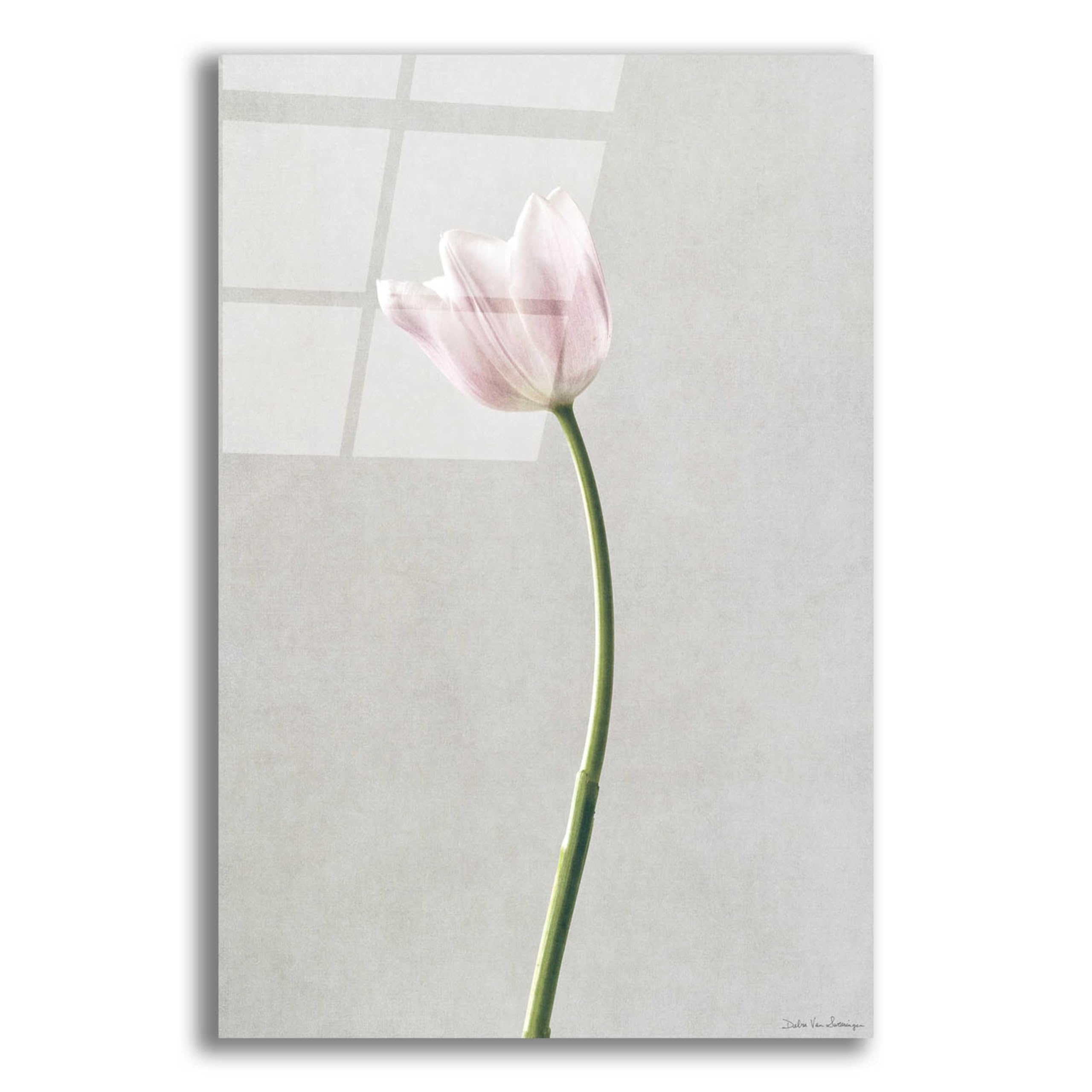 Light Tulips I Acrylic Glass Wall Art by Debra Van Swearingen - 16x24 Inches Modern Floral Painting for Living Room, Bedroom & Office Decor