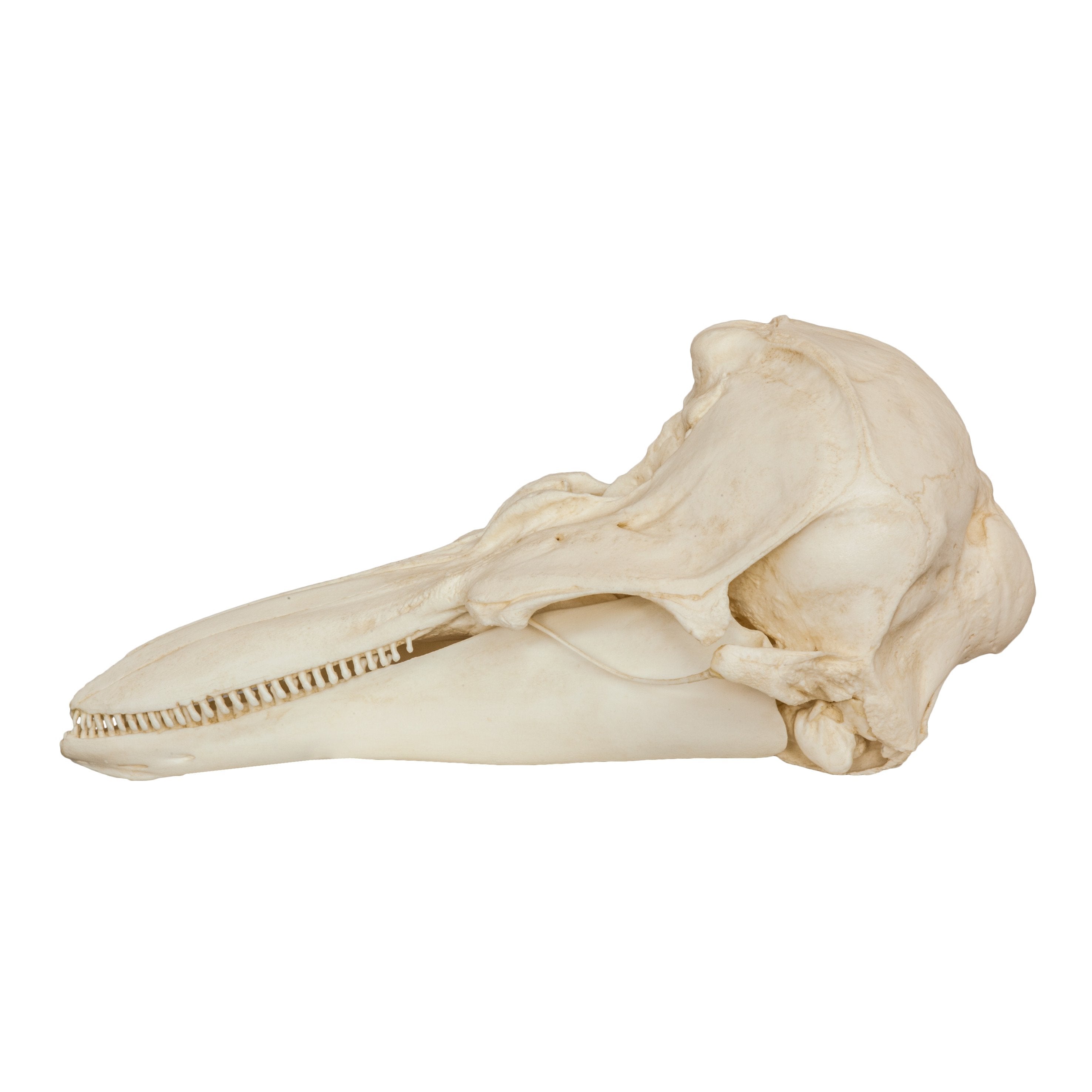 Authentic Replica Harbor Porpoise Skull - Lifelike Marine Mammal Specimen for Science Education, Home Decor & Halloween Props