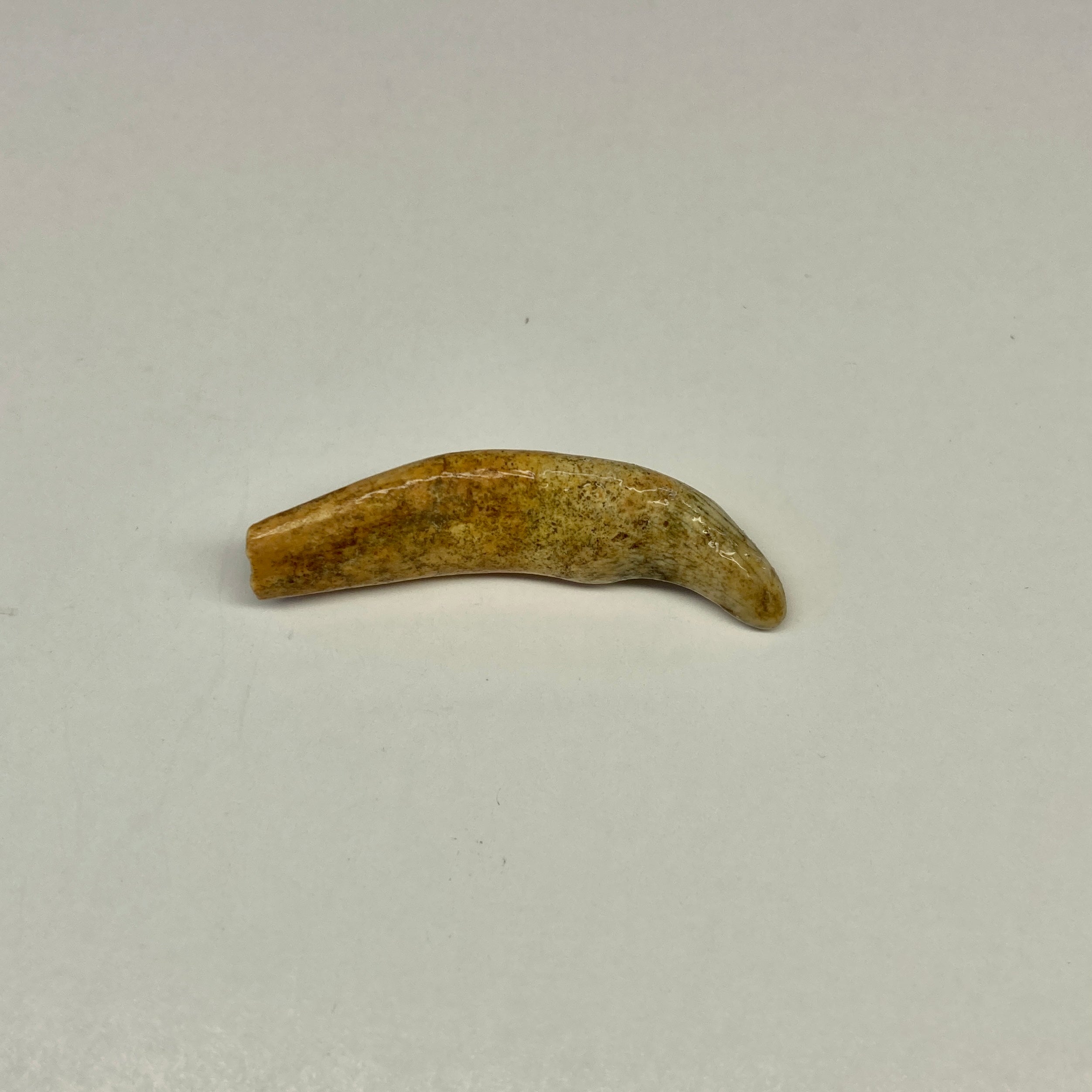 Authentic Cave Bear Juvenile Tooth Fossil - Rare Collectible for Paleontology Enthusiasts & Home Decor Display