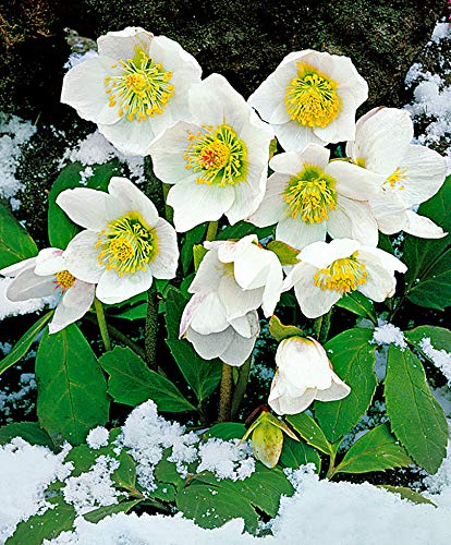 2 Helleborus Christmas Rose Bare Root Plants - Deer Resistant Perennial Flowers for Winter Gardens, Landscaping & Holiday Decorations