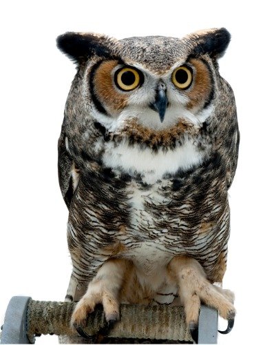 Great Horned Owl Glossy Poster - High Quality Wildlife Photo Print for Home & Office Decor | American Tiger Hoot Owl Wall Art | Perfect for Living Room, Bedroom or Classroom Decoration
