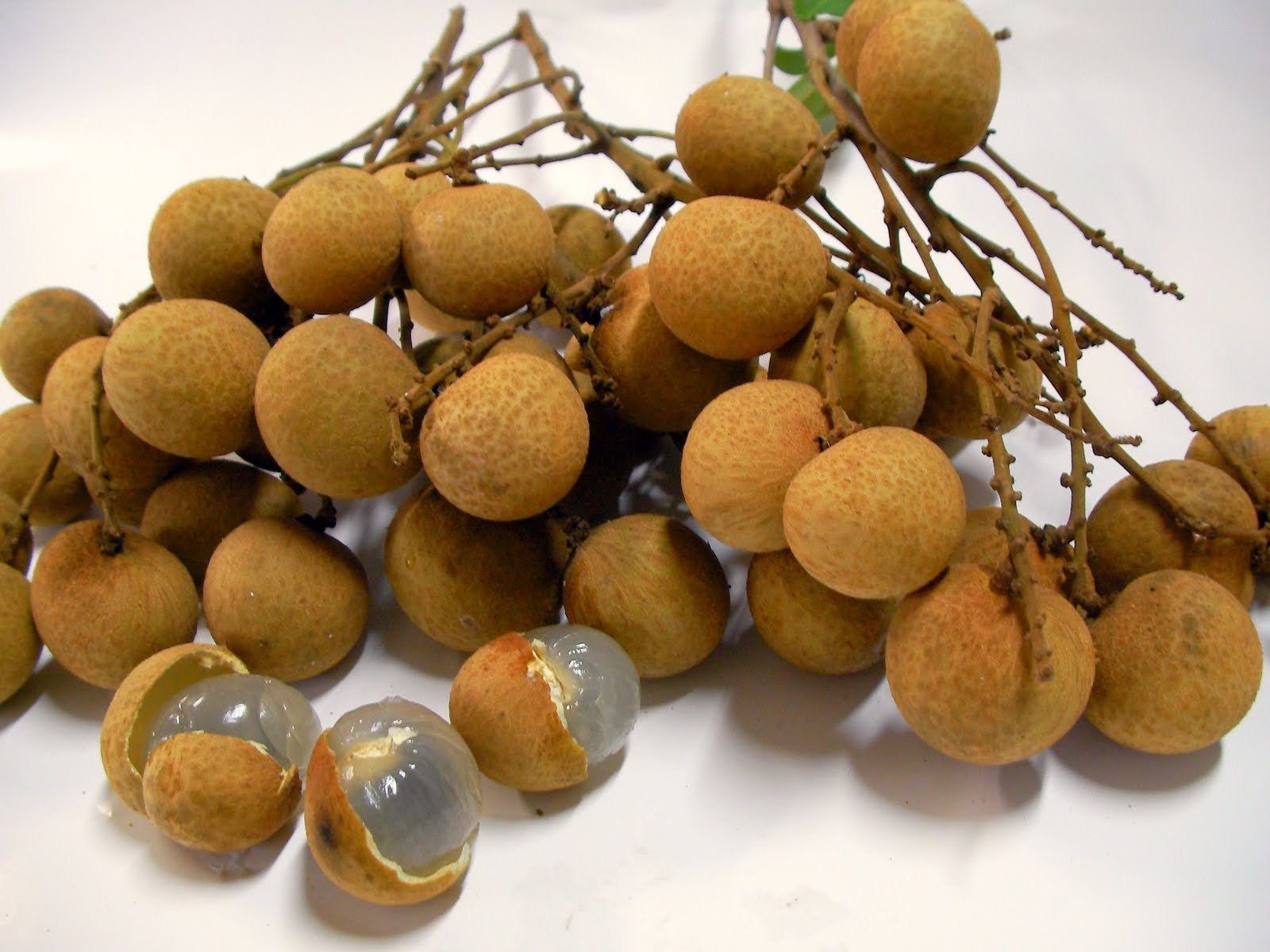 Exotic Dragon Eye Longan Plant (Dimocarpus Longan) - Tropical Fruit Tree Seedling for Bonsai Gardening | Perfect for Home Gardens, Indoor Decor & Asian Fruit Cultivation