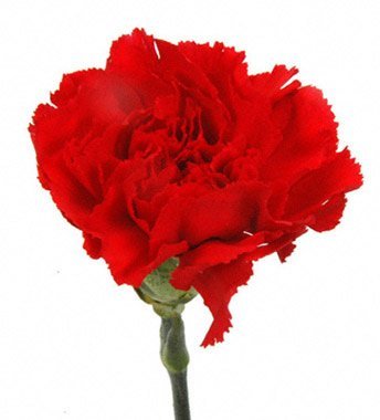 Fresh Cut Red Carnation Flowers - Long-Lasting Bouquet for Weddings, Anniversaries & Home Decor
