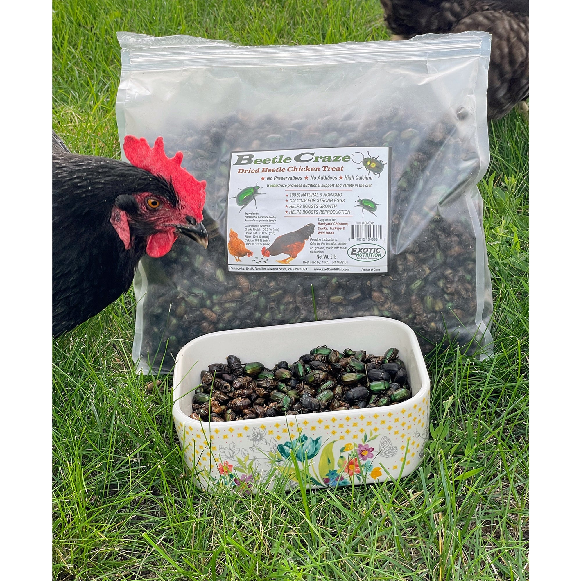 Beetle Craze 2 lb Natural Dried Mealworms - High Protein Reptile & Bird Food for Bearded Dragons, Chickens, Wild Birds - Perfect for Feeding Pets & Wildlife