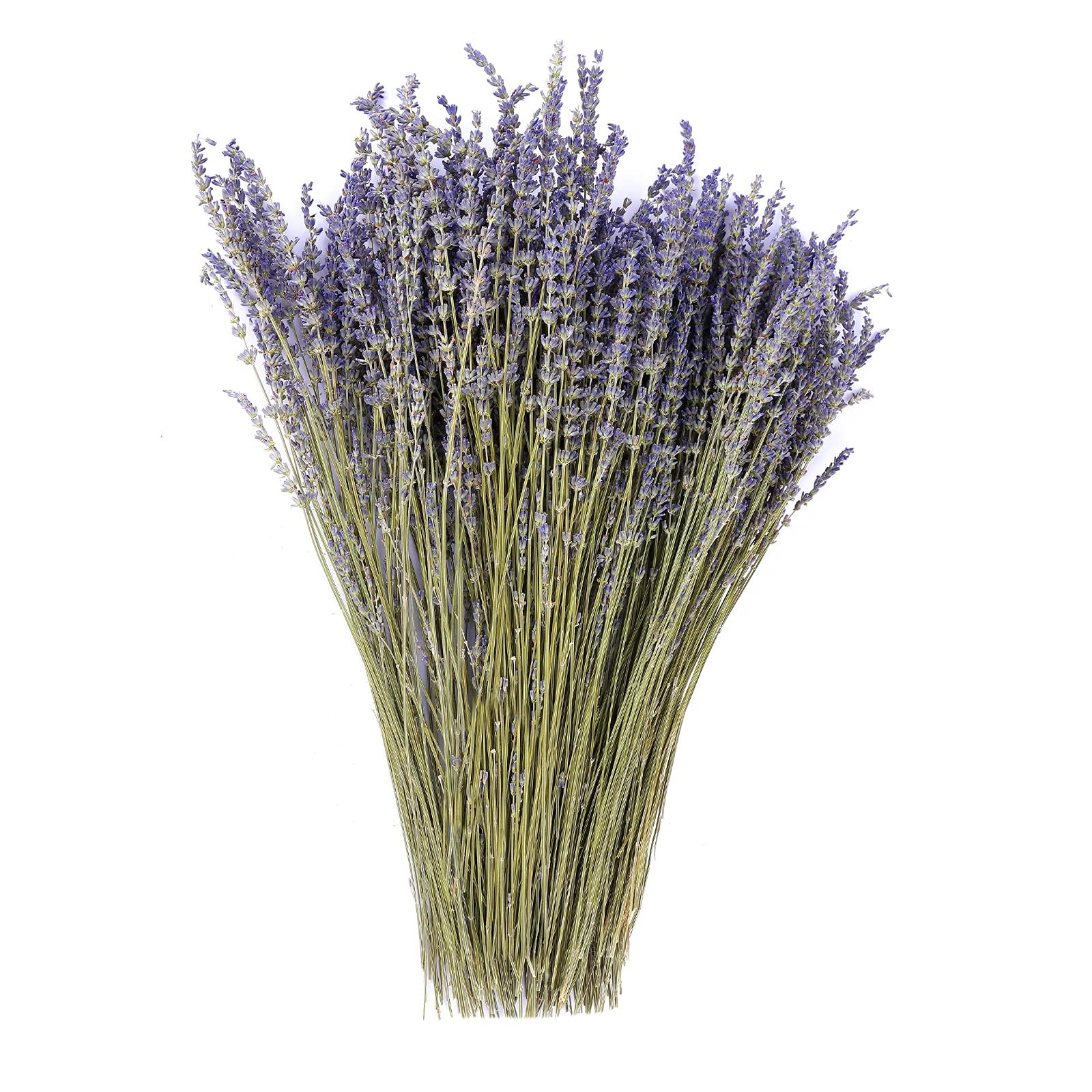 100% Natural Dried Lavender Flowers Bundle - 350+ Stems for Home Decor, Aromatherapy, Wedding Bouquets & DIY Crafts | Real Organic Dry Flower for Relaxation & Fragrance