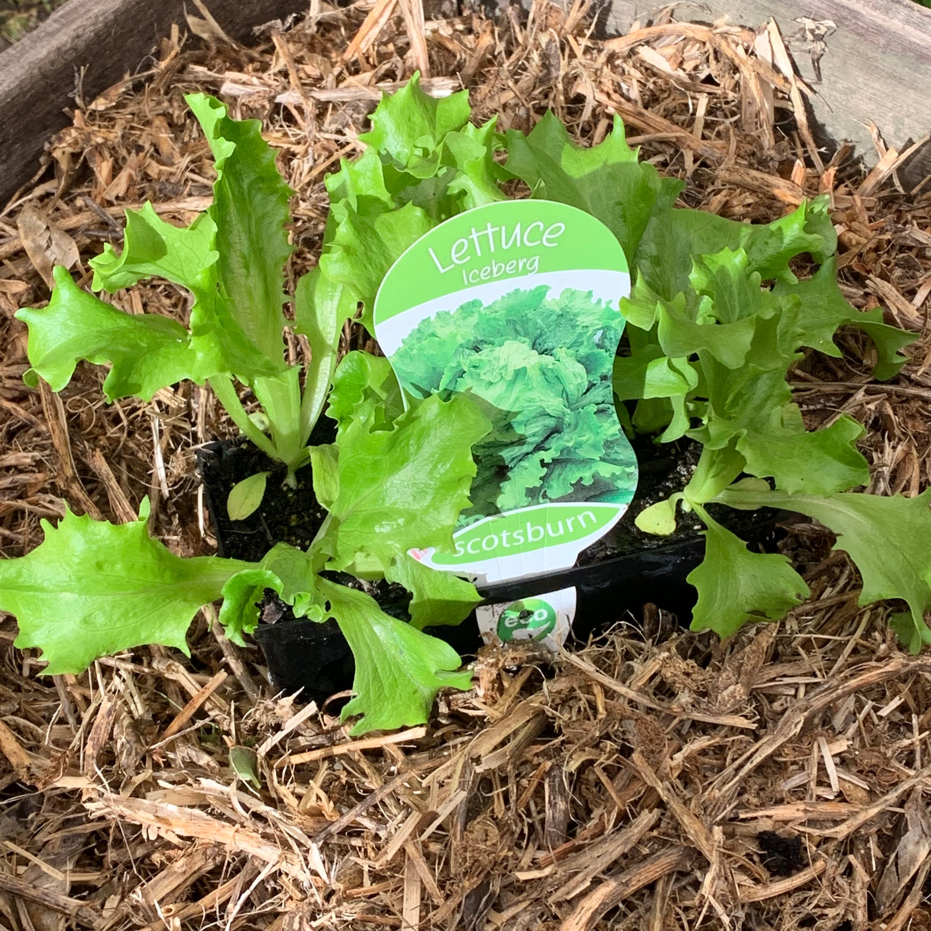 Fresh Iceberg Lettuce for Salads - Crisp, Sweet, and Nutritious - Perfect for Burgers, Wraps, and Healthy Eating