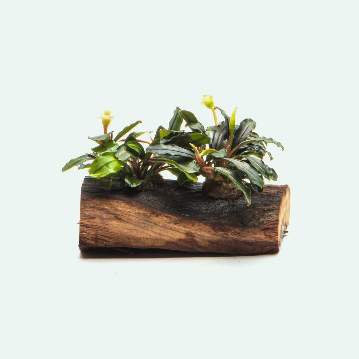 Bucephalandra Mixed Driftwood - Live Aquarium Plants for Fish Tank Decor | Perfect for Aquascaping, Nano Tanks & Natural Aquatic Environments