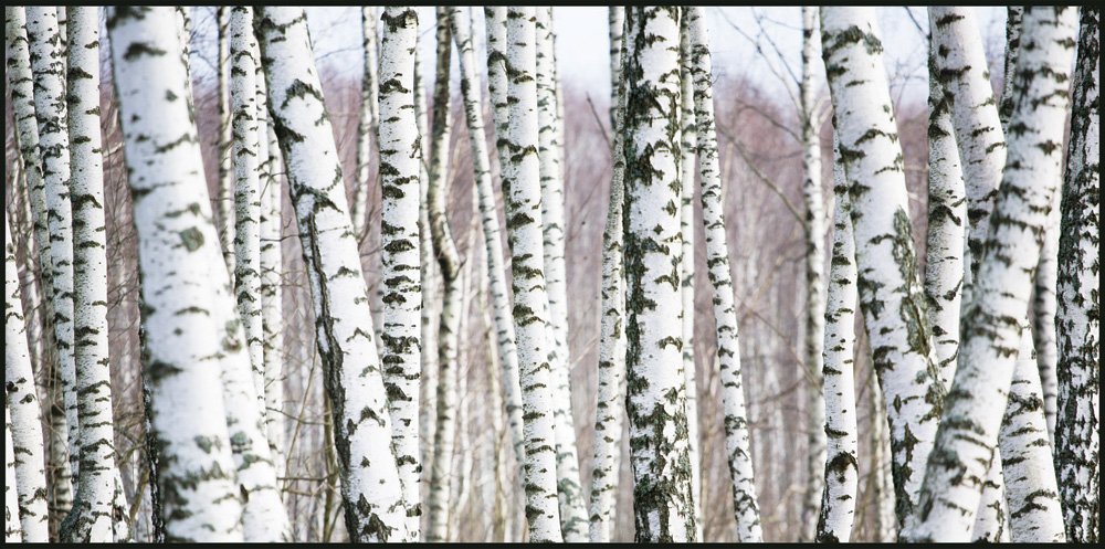 JP London uStrip Lite UMB91075MM Bamboo Forest Panoramic Prepasted Wallpaper Mural - 3ft x 6ft - Nature-Inspired Home Decor for Living Room, Bedroom & Office