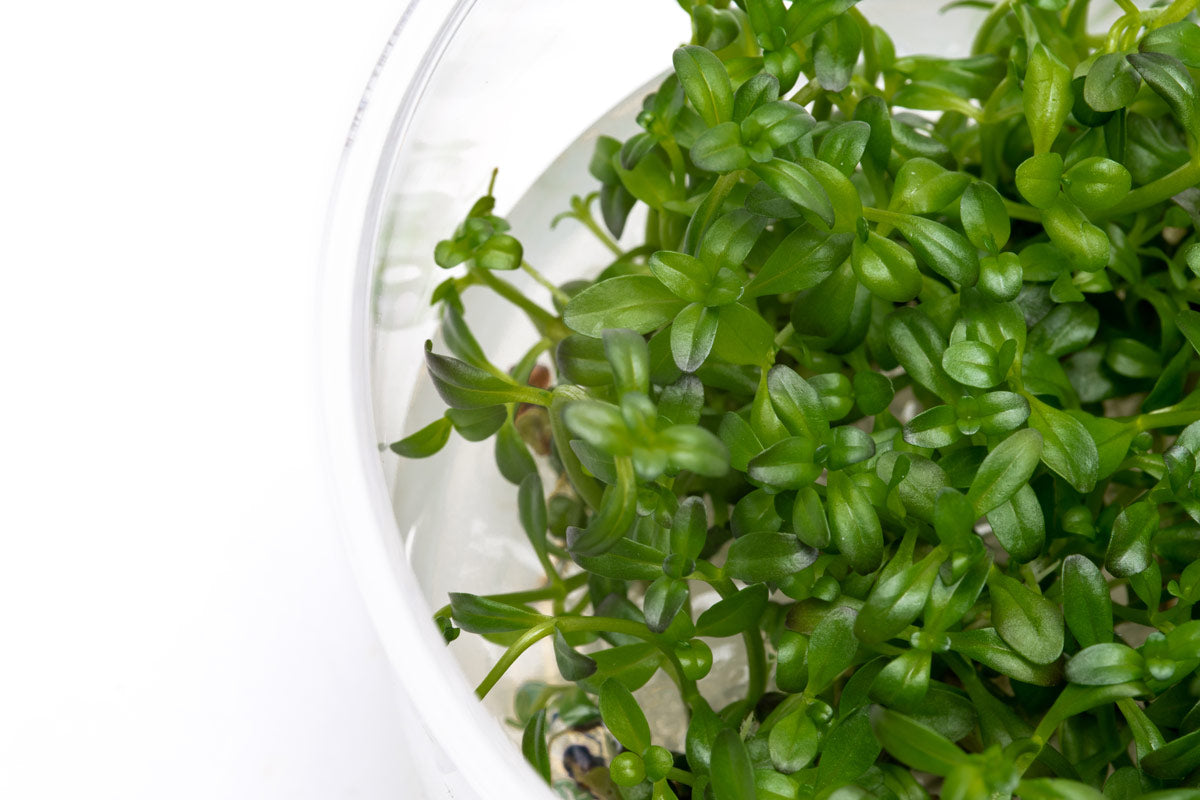 Rotala Florida Sunset Aquatic Plant for Aquariums - Live Freshwater Plant for Fish Tanks, Aquascaping, and Aquatic Gardens (Perfect for Nano Tanks, Shrimp Tanks, and Planted Aquariums)