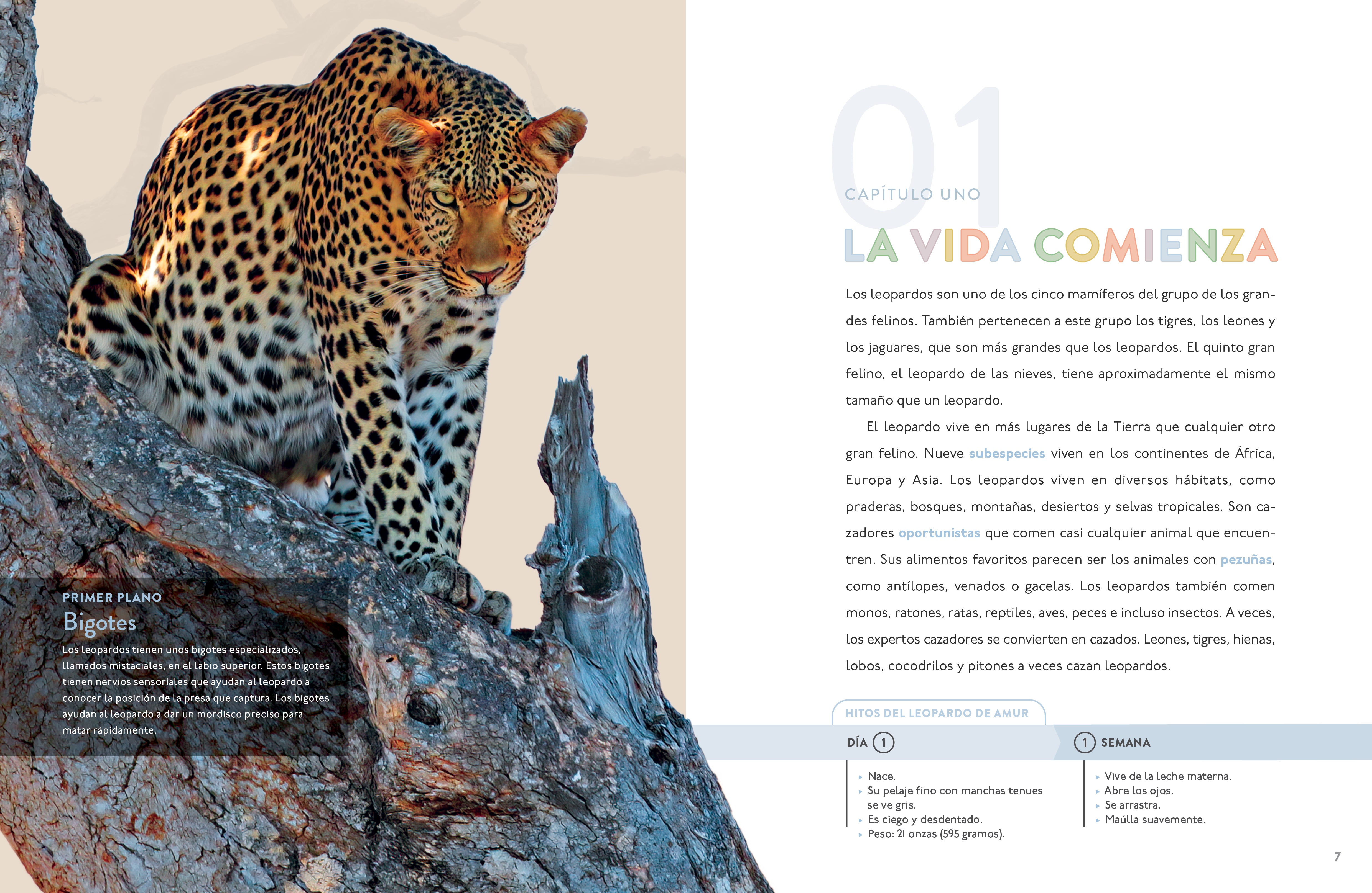 El Leopardo 9798889894704 - Premium Fashion Accessory for Women | Perfect for Parties, Weddings & Special Occasions