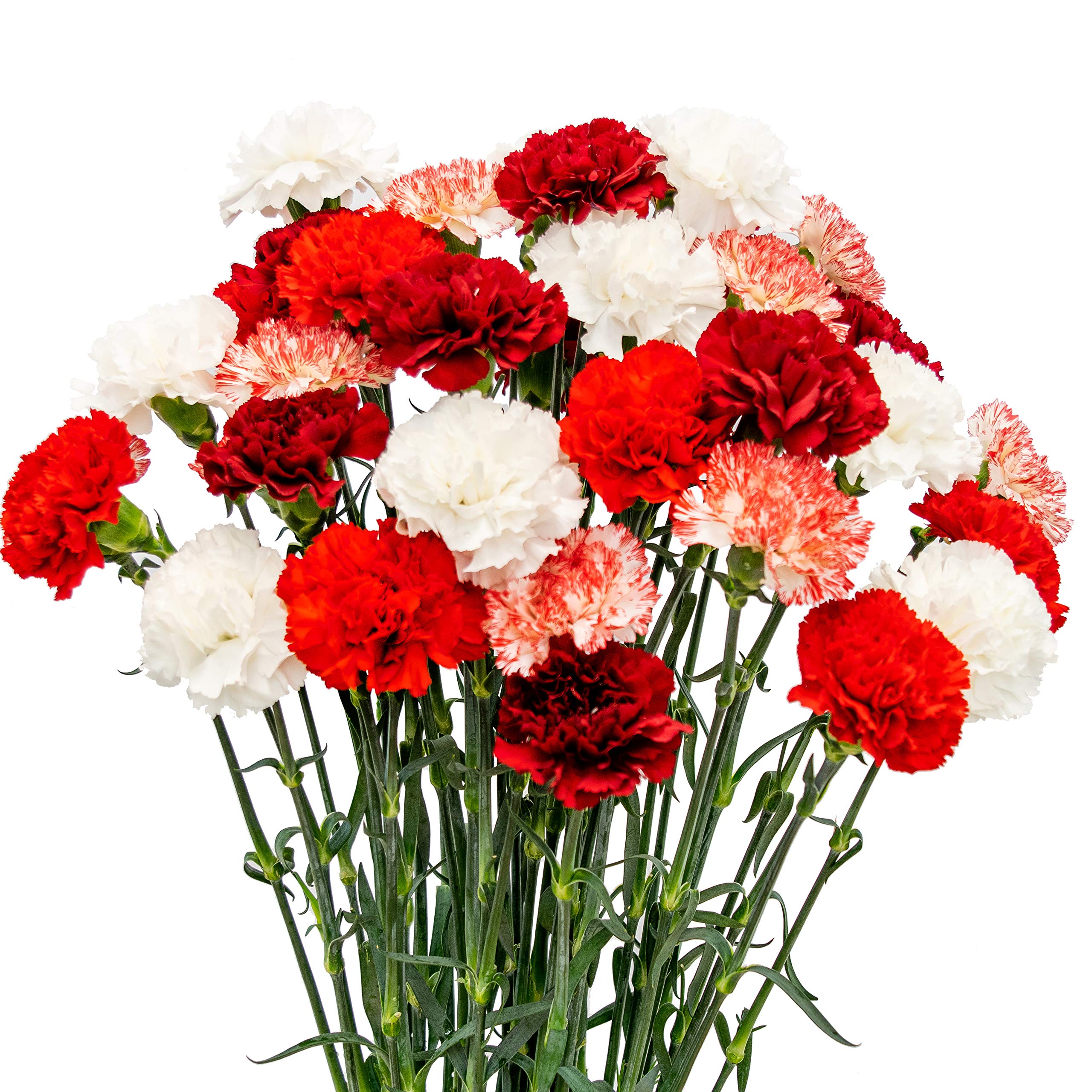 FlowerPrime 200 Fresh Christmas Carnations - Natural Cut Flowers for Holiday Decorations, Gift Bouquets & Wedding Centerpieces