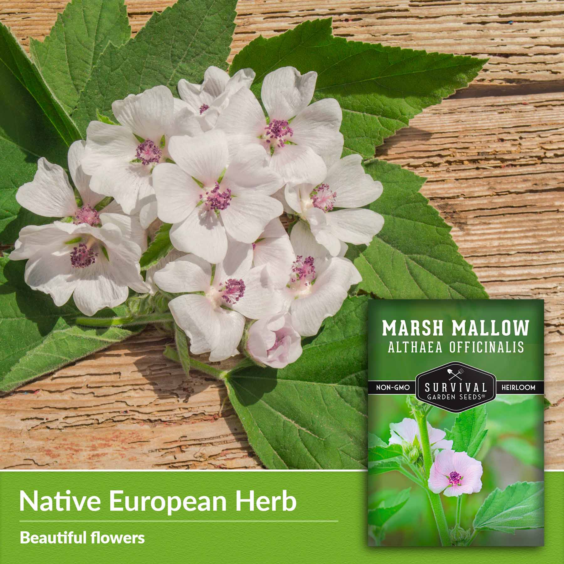 Organic Marshmallow Seeds (Althaea officinalis) - Perennial Medicinal Herb for Tea, Soothing Remedies & Garden Planting