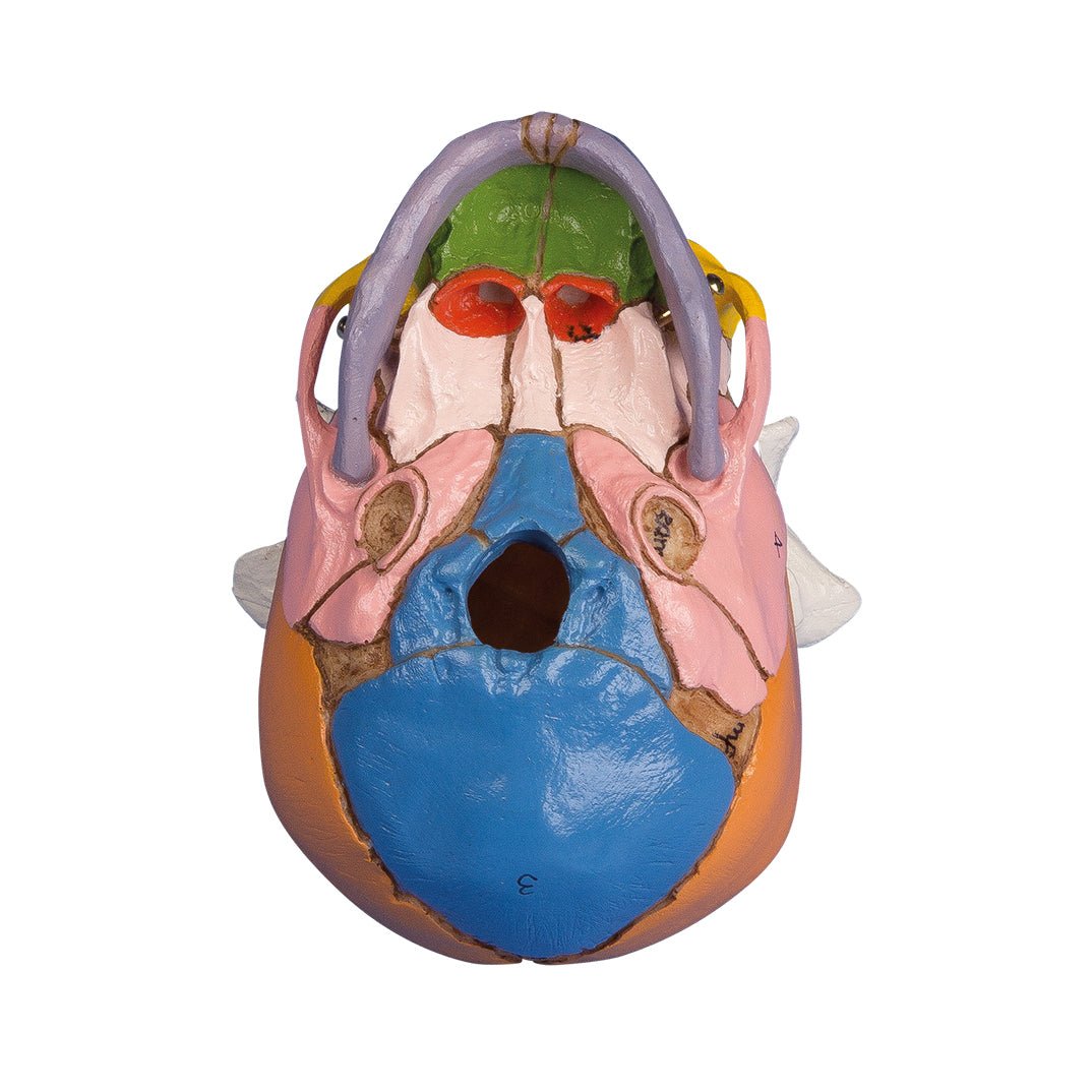 Didactic Fetal Skull Model - 38th Week Gestation for Medical Education & Training | Perfect for Anatomy Classes, Midwifery Practice & Obstetric Studies