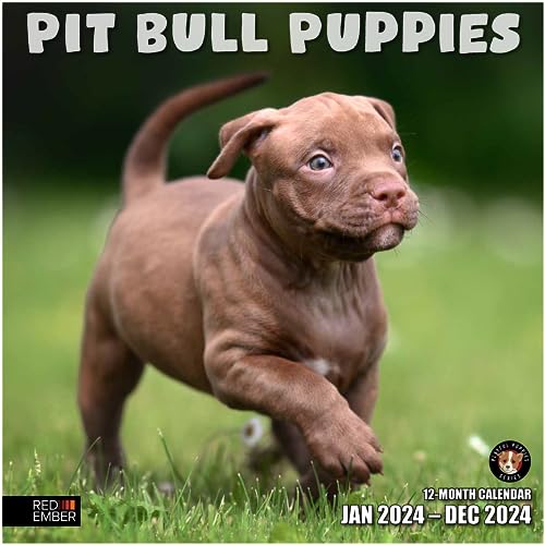 02 - Pit Bull Puppies