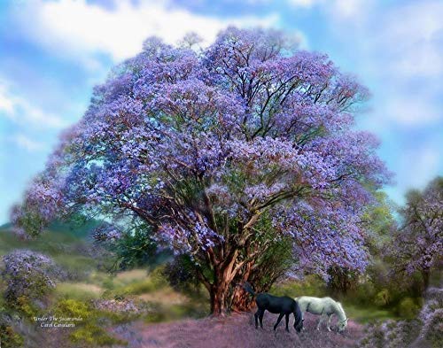 Cavalaris Under The Jacaranda Wall Decal 28