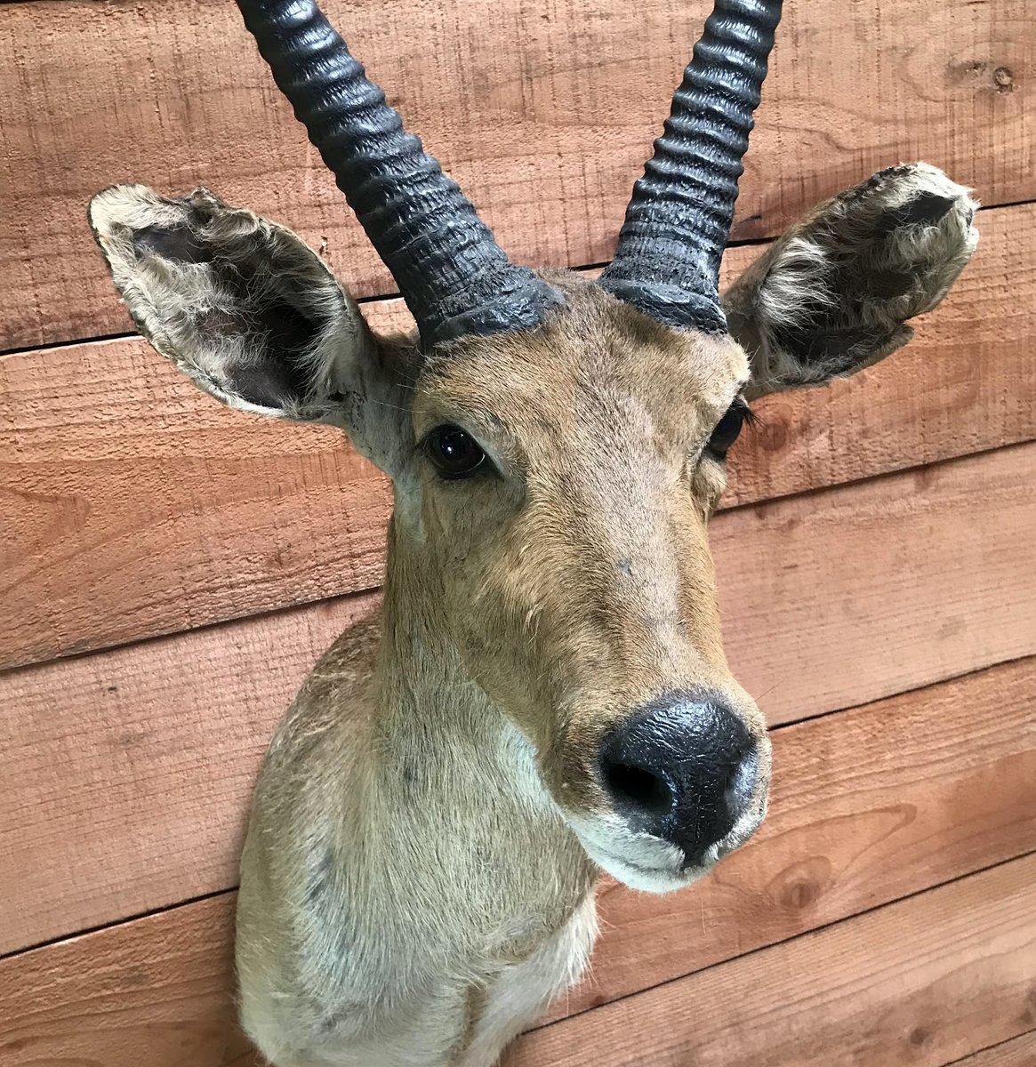 Premium Reedbuck Taxidermy Mount - Realistic African Antelope Wall Decor for Hunting Lodge, Cabin & Safari-Themed Rooms