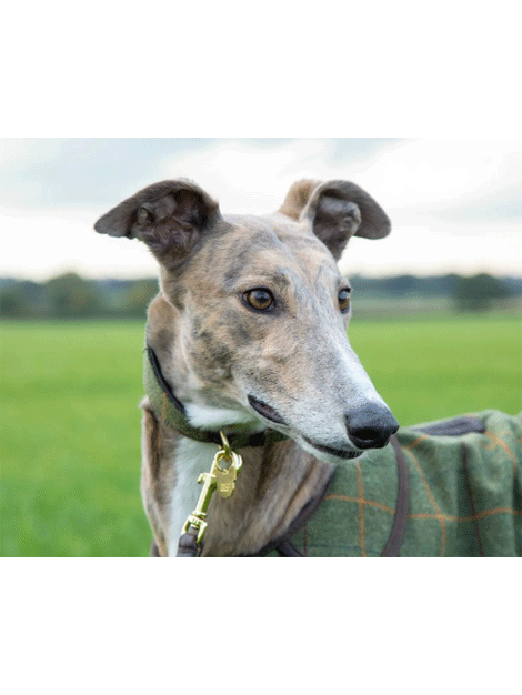 Digby & Fox Tweed Greyhound Dog Collar - Stylish & Durable Adjustable Neckband for Sighthounds - Perfect for Walks, Training & Fashion Accessories