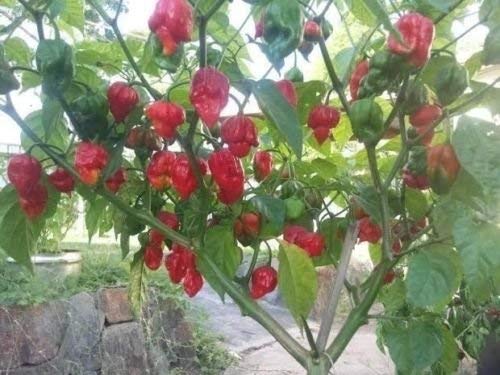 World's Hottest Trinidad Scorpion Pepper Seeds - 15 Semi Mondi Fresh 2018 Harvest | Perfect for Home Gardening, Hot Sauce Making & Extreme Chili Challenges