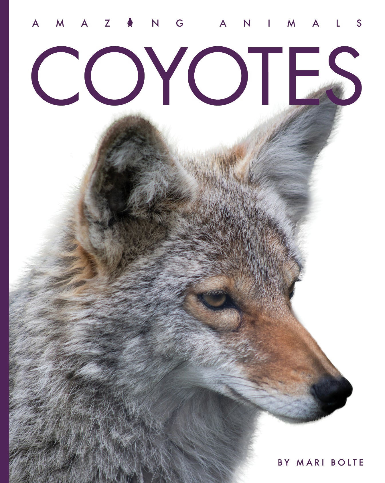 Amazing Coyotes 2025 - Wildlife Photography & Nature Decor - Perfect for Home, Office & Gifts