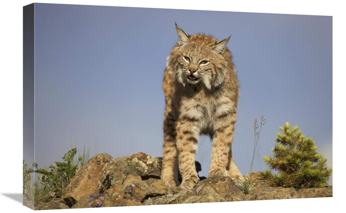 16x24 Inch Bobcat Wildlife Art Print by Tim Fitzharris - North American Wildcat Wall Decor for Home, Office & Cabin