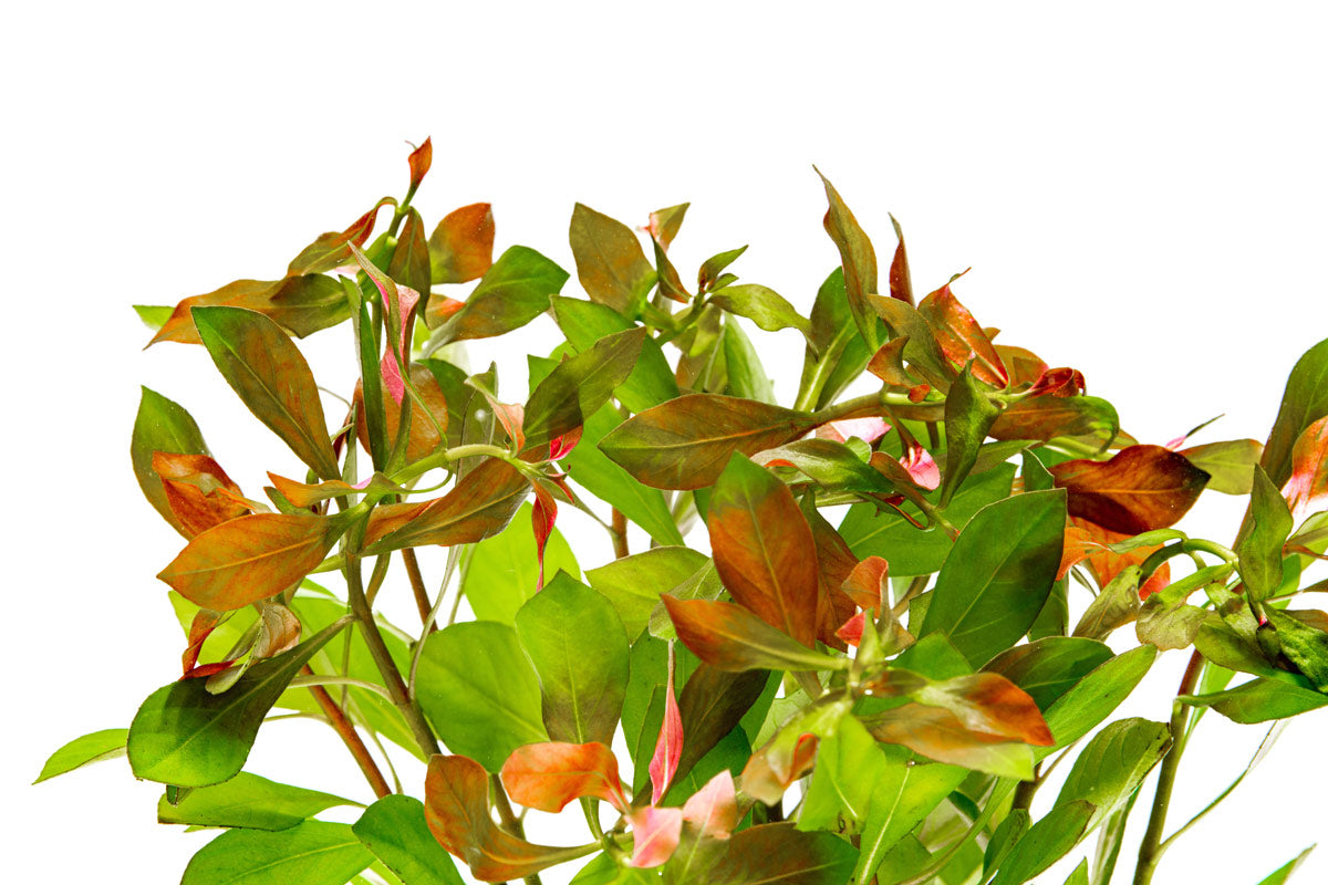 Ludwigia Repens Aquatic Plant for Freshwater Aquariums - Perfect for Aquascaping, Fish Tanks & Aquatic Decor