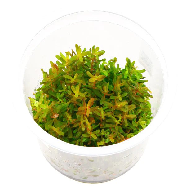 TCulture Rotala H'ra Live Aquarium Plants (TC Cup) - Perfect for Freshwater Fish Tanks, Aquascaping & Low-Tech Planted Aquariums
