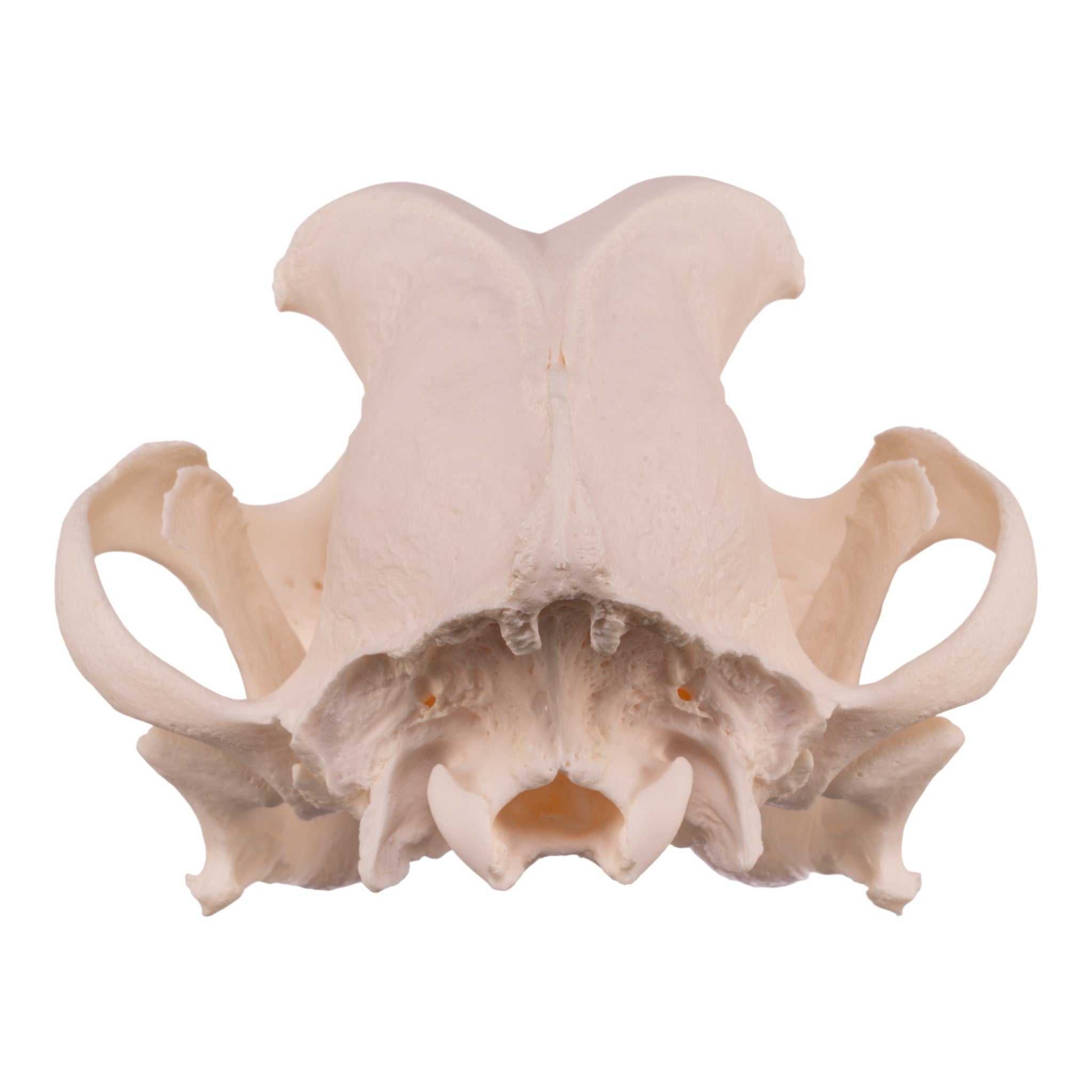 Authentic Boxer Dog Skull - Real Domestic Canine Specimen for Veterinary Study, Taxidermy & Educational Display | Perfect for Halloween Decor, Oddity Collections & Science Classrooms