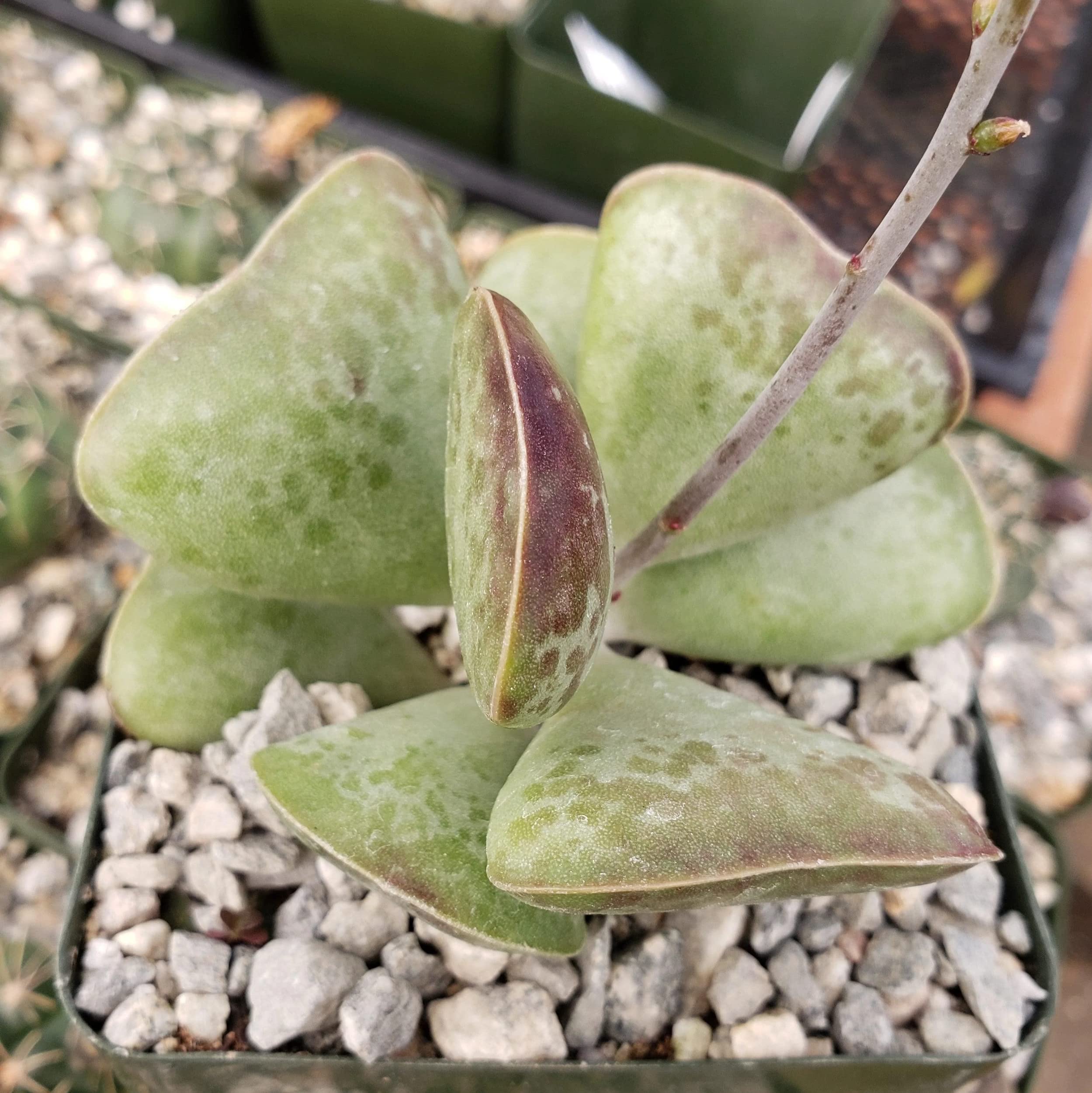 Adromischus Triflorus 'Calico Hearts' Live Succulent Plant - Rare Cactus for Home Decor, Office Desk & Garden Arrangements