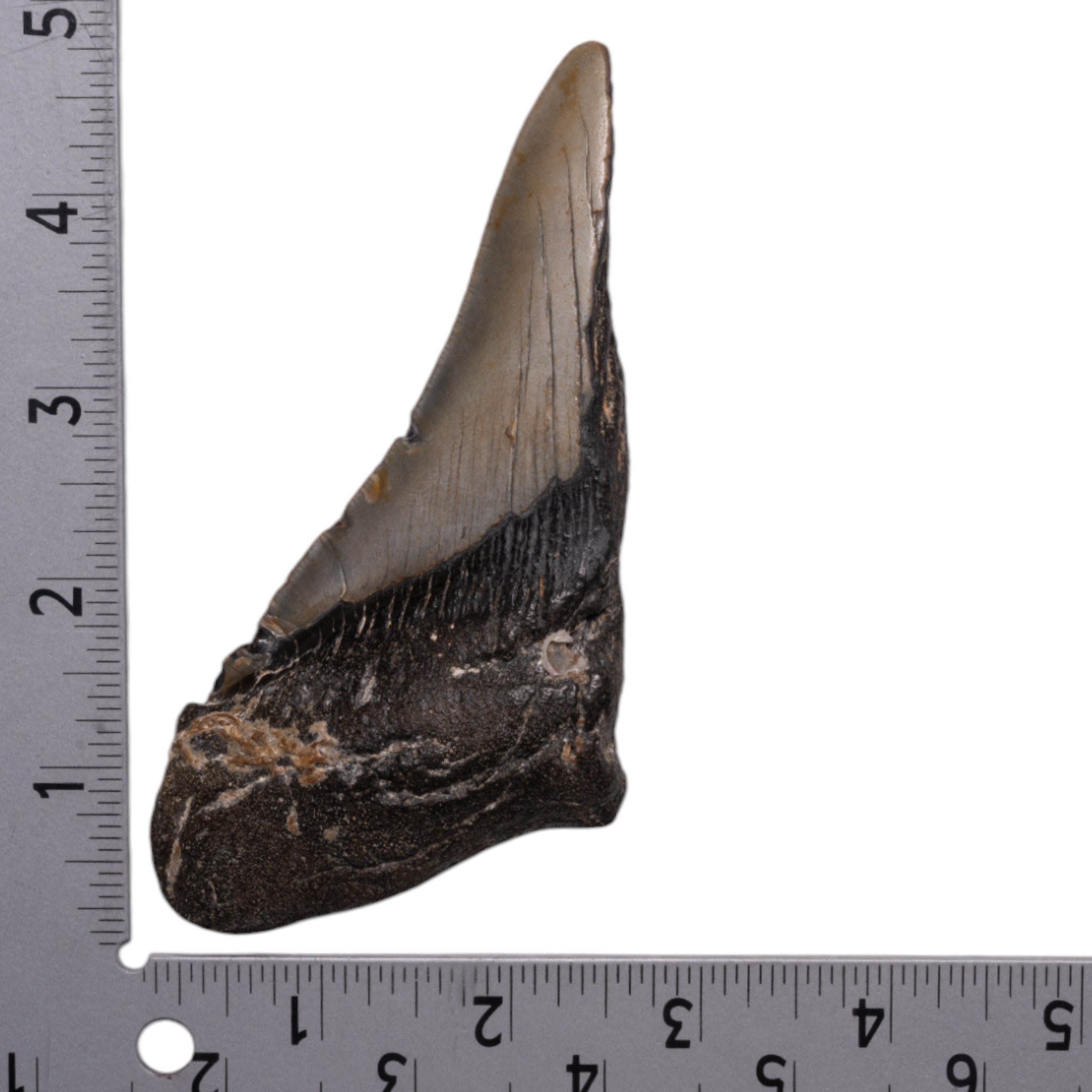 Genuine Megalodon Shark Tooth Fossil - Authentic Collector's Specimen for Home Decor, Jewelry Making & Paleontology Enthusiasts
