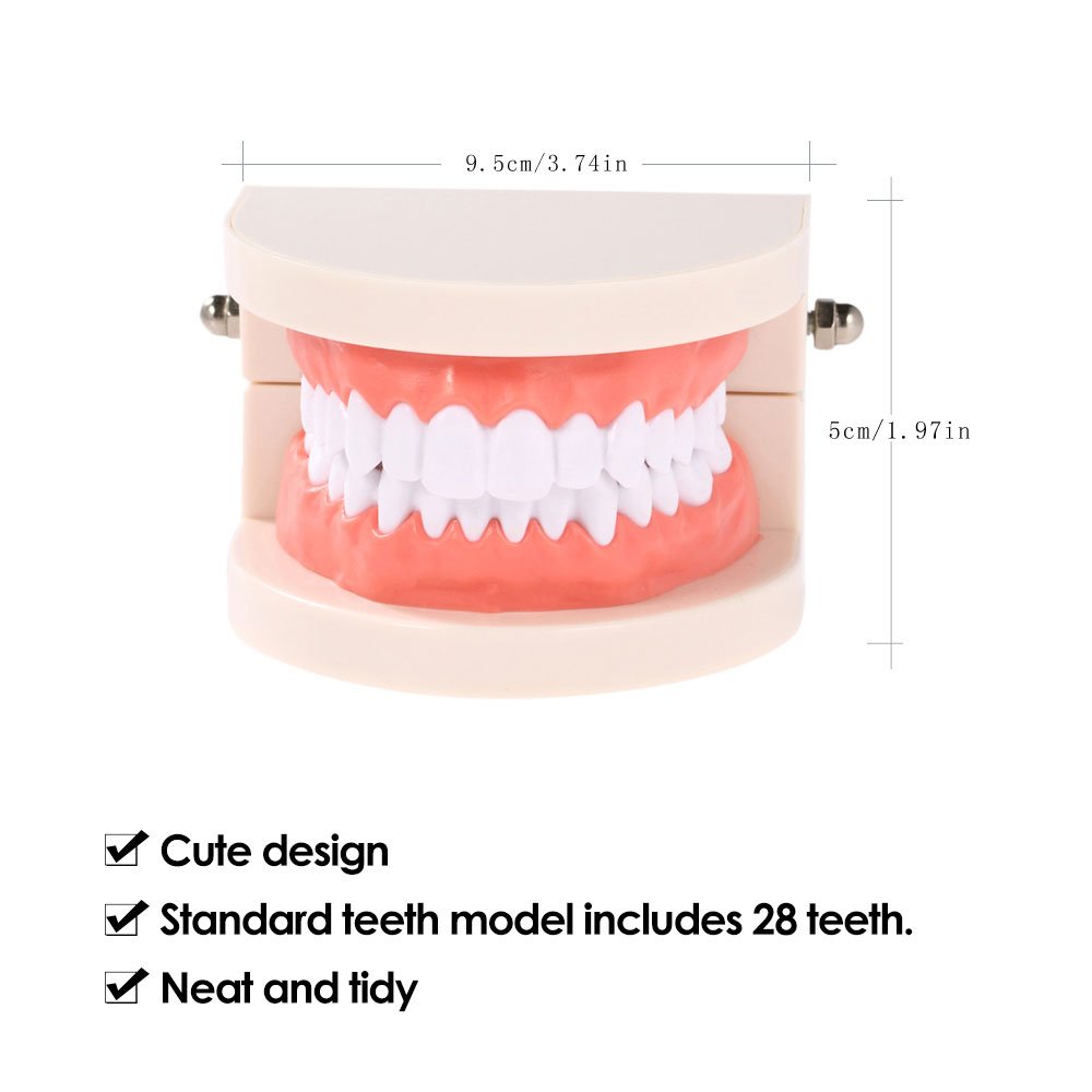 Adult Dental Teeth Teaching Model - Standard Dentures with Gums for Brushing Demonstration | Perfect for Kindergarten, Dental Schools & Oral Hygiene Education