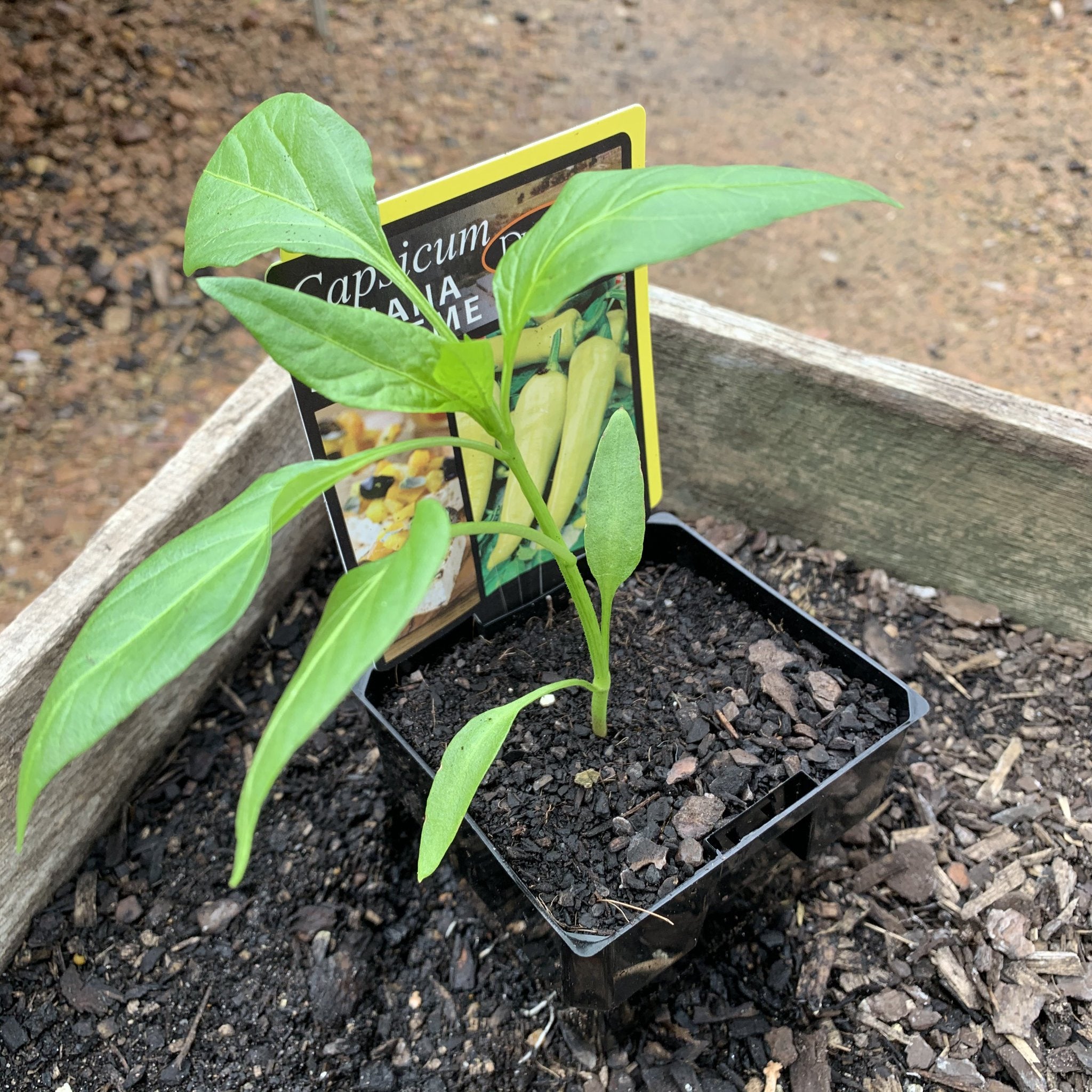 Banana Supreme Sweet Pepper Seeds - Non-GMO, Heirloom Variety for Home Gardening - Perfect for Salads, Stir-Fries & Pickling