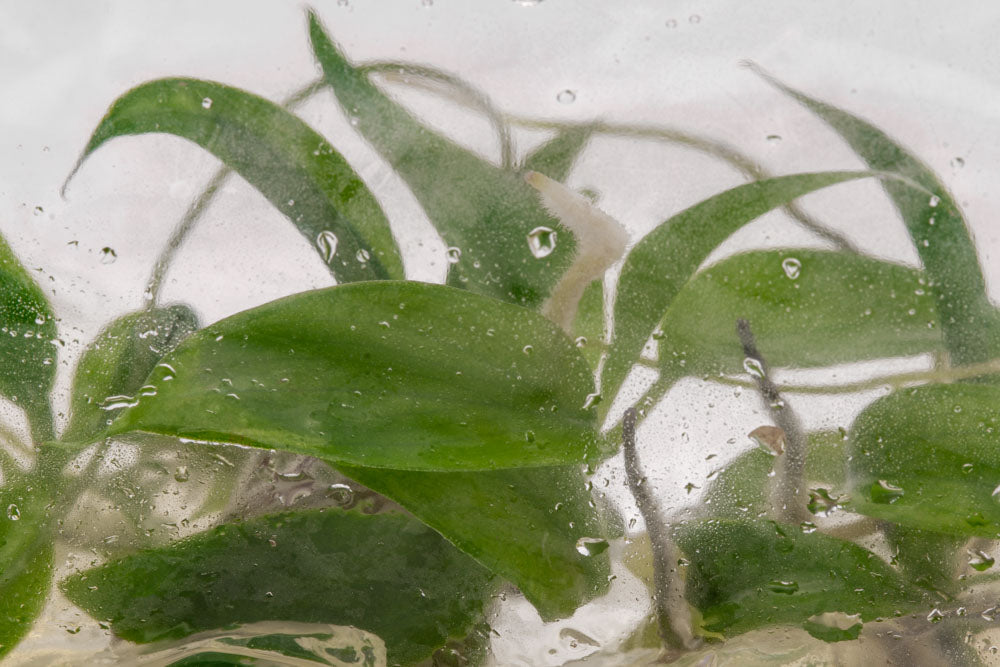 Philodendron Minarum - Rare Tropical Houseplant for Indoor Gardens | Perfect for Home Decor, Offices & Plant Enthusiasts