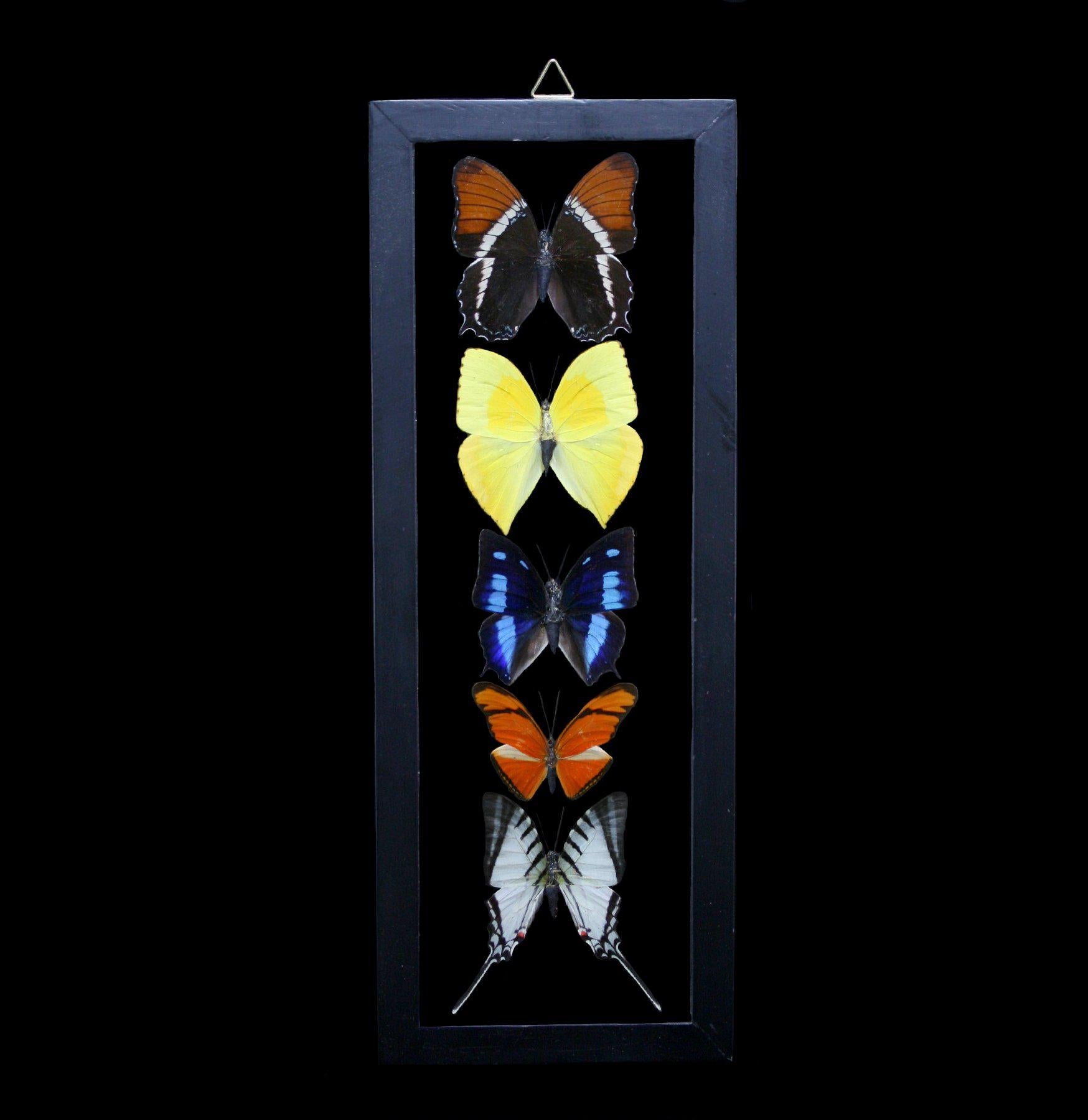 5-Piece Double Glass Framed Butterfly Collection - Realistic Mixed Species Display for Home Decor, Wall Art & Gift Ideas