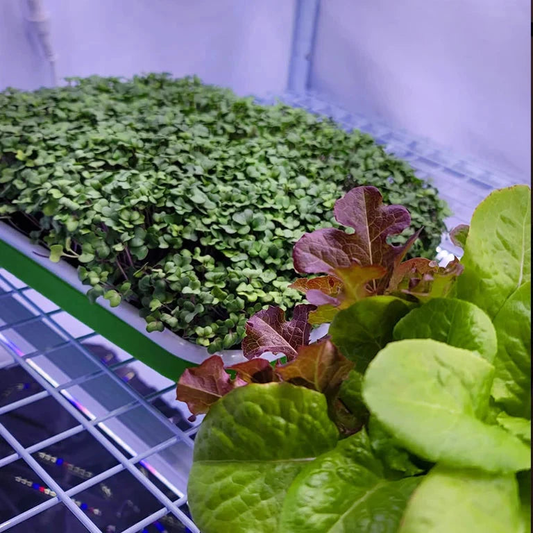Active Grow Clones & Cuttings 3-Tier Walden White LED Grow Tent Kit - Indoor Hydroponic System for Seedlings, Herbs & Small Plants | Perfect for Home Gardening & Urban Farming