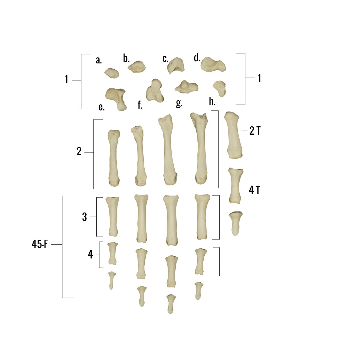 Realistic Articulated Human Hand Model - Perfect for Medical Training, Art Reference & Halloween Props