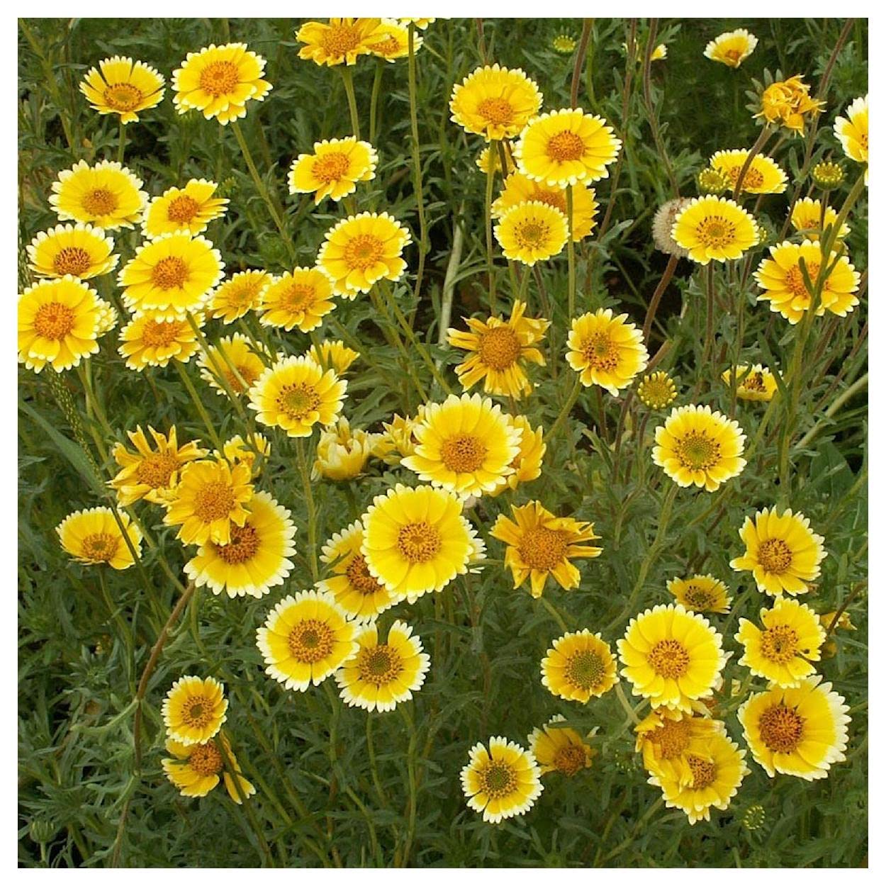 Everwilde Farms 1000 Tidy-Tips Native Wildflower Seeds - Gold Vault Jumbo Seed Packet for Pollinator Gardens & Landscaping