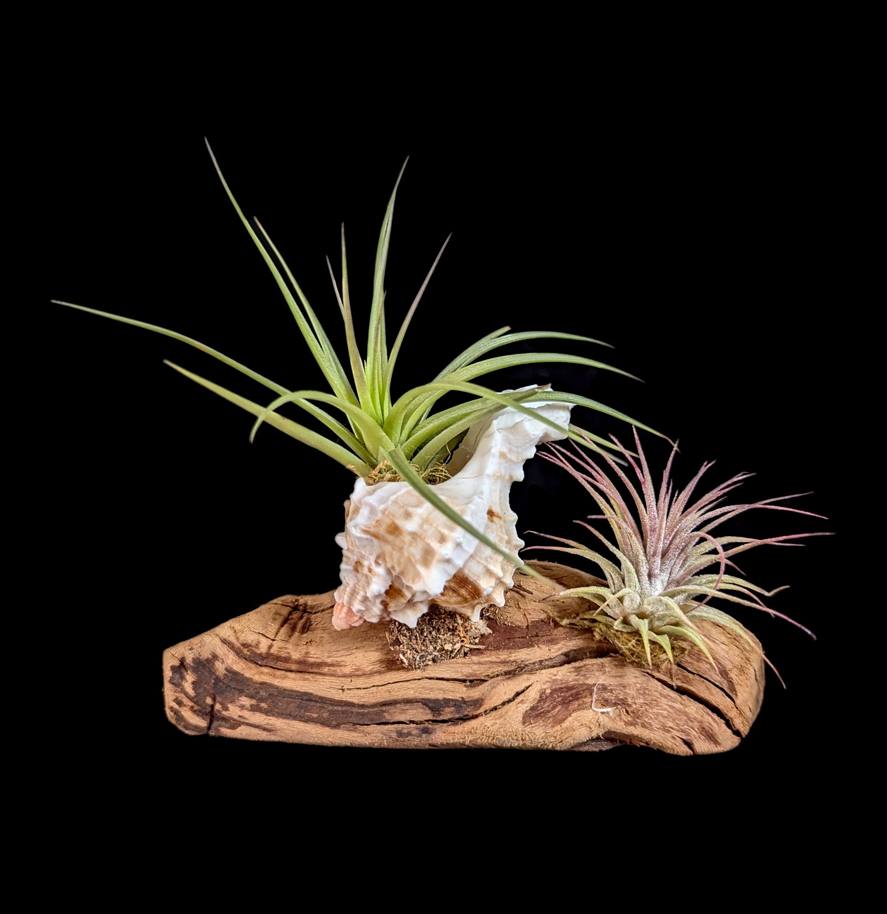 Live Air Plants (Tillandsia) Mounted on Natural Shells - Perfect for Home Decor, Office Spaces & Terrariums