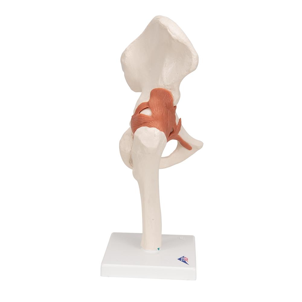 Functional Hip Joint Model - Anatomical Medical Demonstration Tool for Students & Professionals | Perfect for Classroom, Lab & Physical Therapy Training