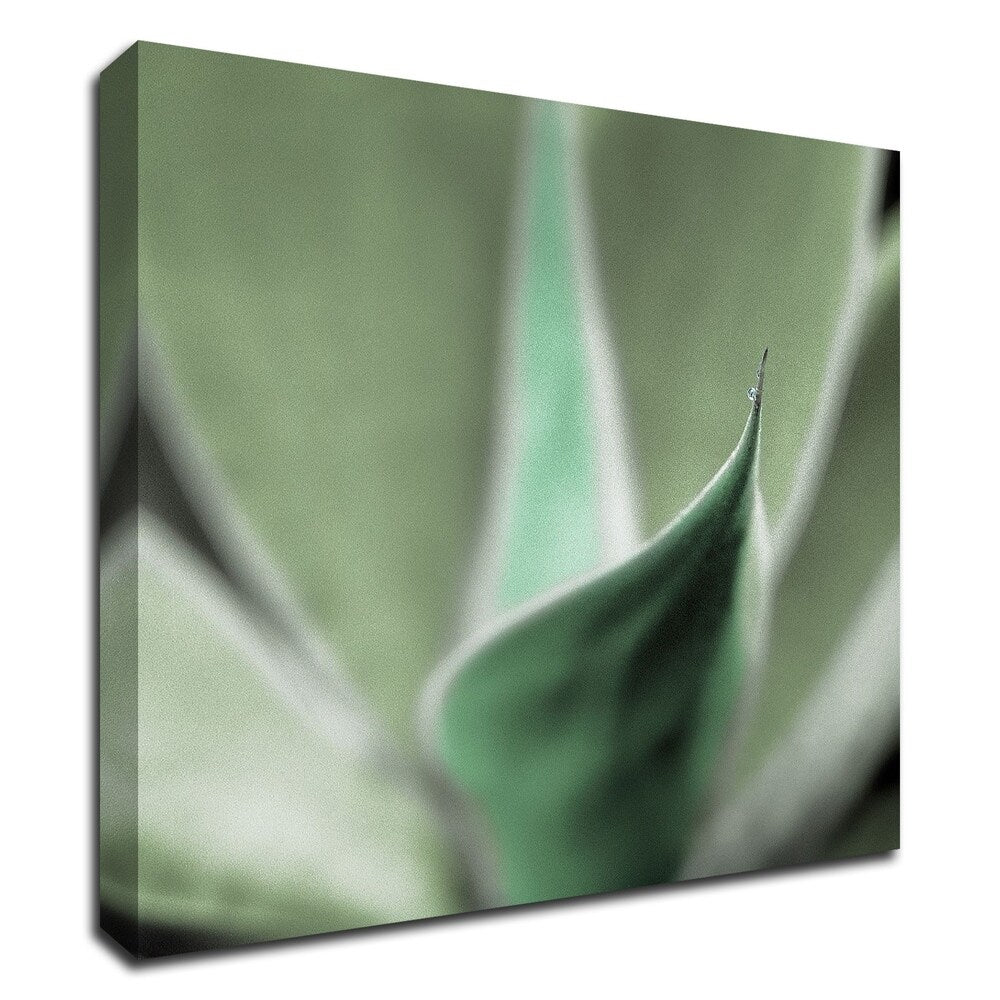 Agave 5 by Alan Blaustein - Premium Canvas Wall Art Print - Ready to Hang - Modern Home & Office Decor - Perfect for Living Room, Bedroom or Office