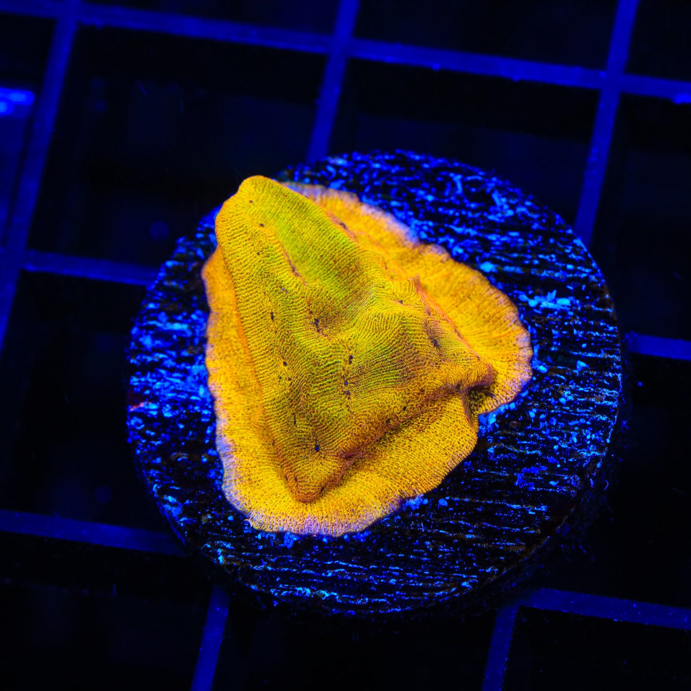 24K Gold Leptoseris Coral for Saltwater Aquariums - Vibrant Live Coral for Reef Tanks, Marine Aquascaping, and Coral Propagation
