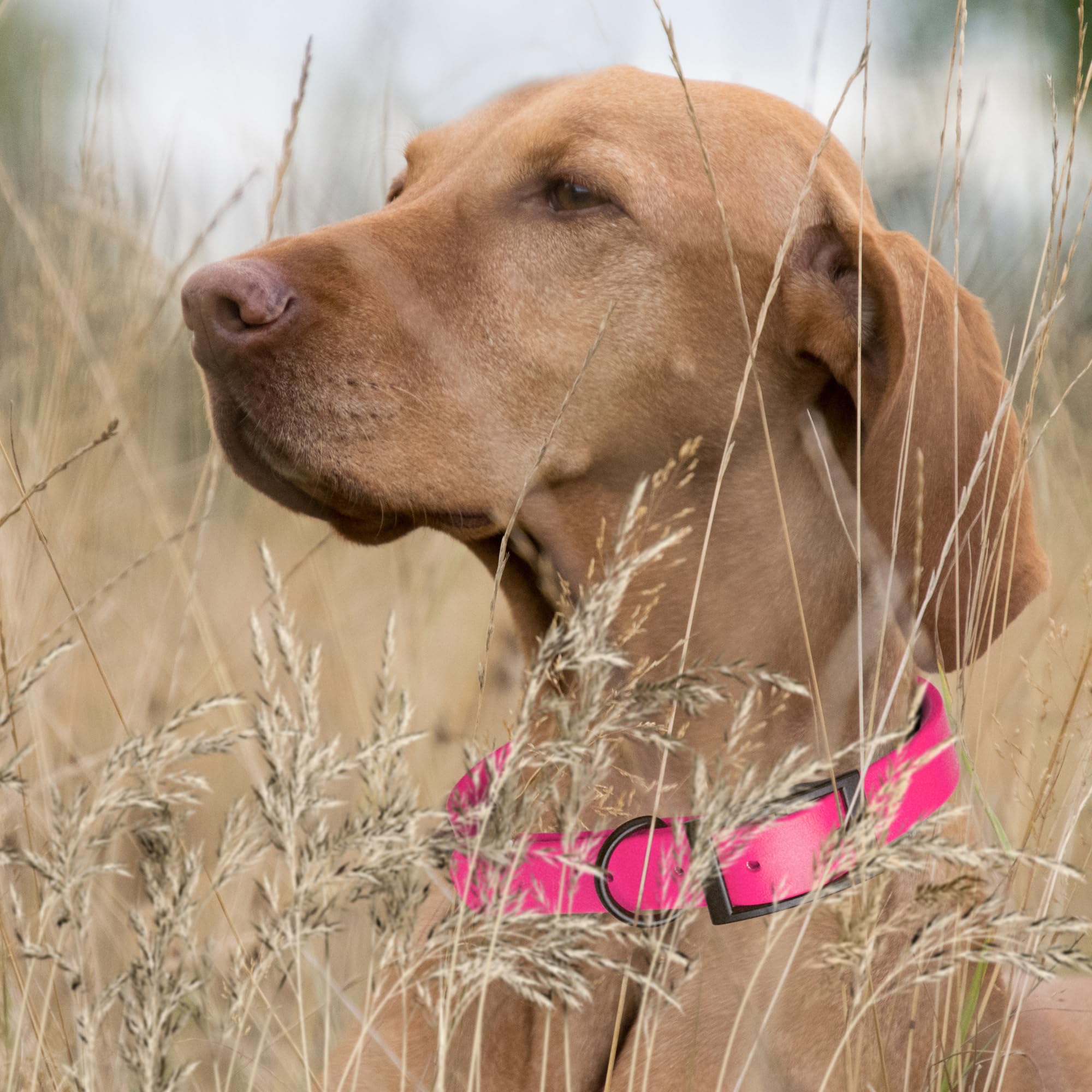 Premium Waterproof Biothane Dog Collar - Odor-Proof, Easy to Clean & Durable - Adjustable for Small, Medium & Large Dogs - Passionfruit Pink - Perfect for Outdoor Adventures, Swimming & Daily Walks