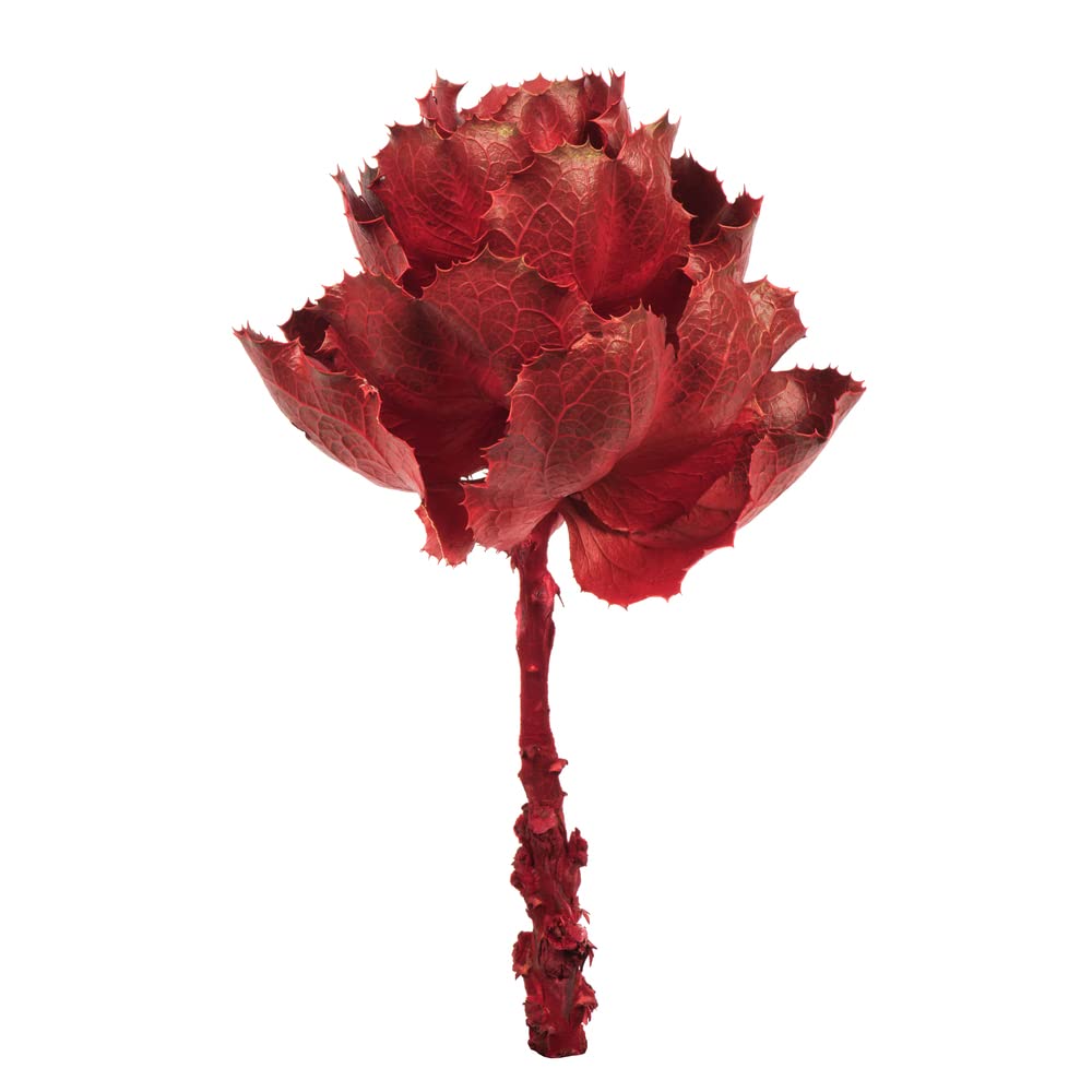 Vickerman 8 Inch Artificial Dried Red Queen Protea Flower - Perfect for Home Decor, Wedding Centerpieces, and DIY Floral Arrangements